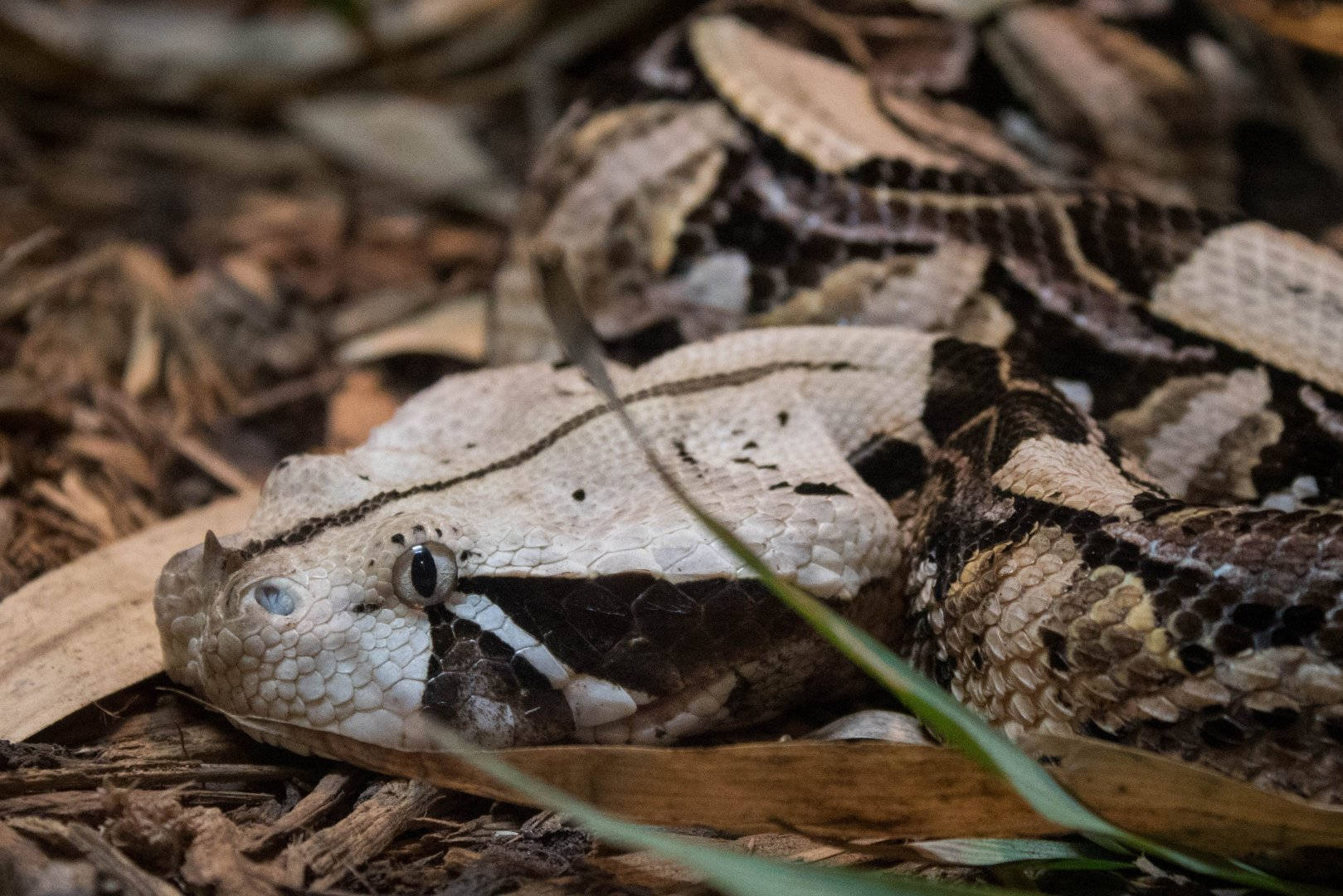 Gaboon Viper Venomous Wild Animal