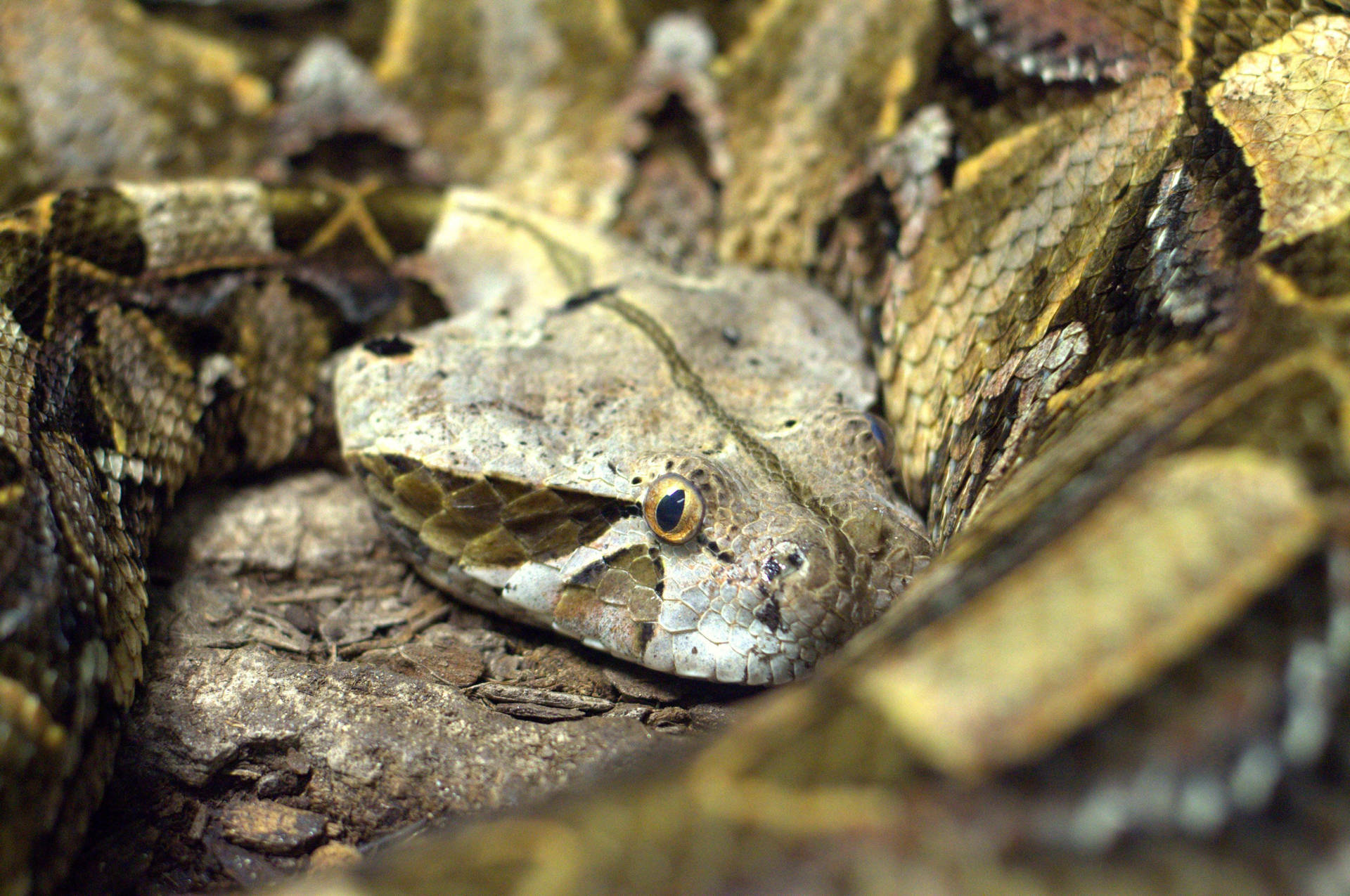 Gaboon Viper West African Snake Head Background