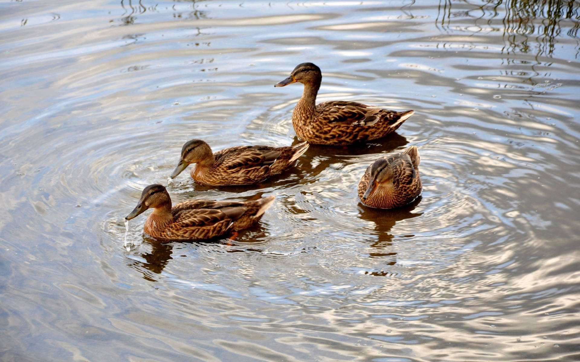 Gadwall Duck In Water Background