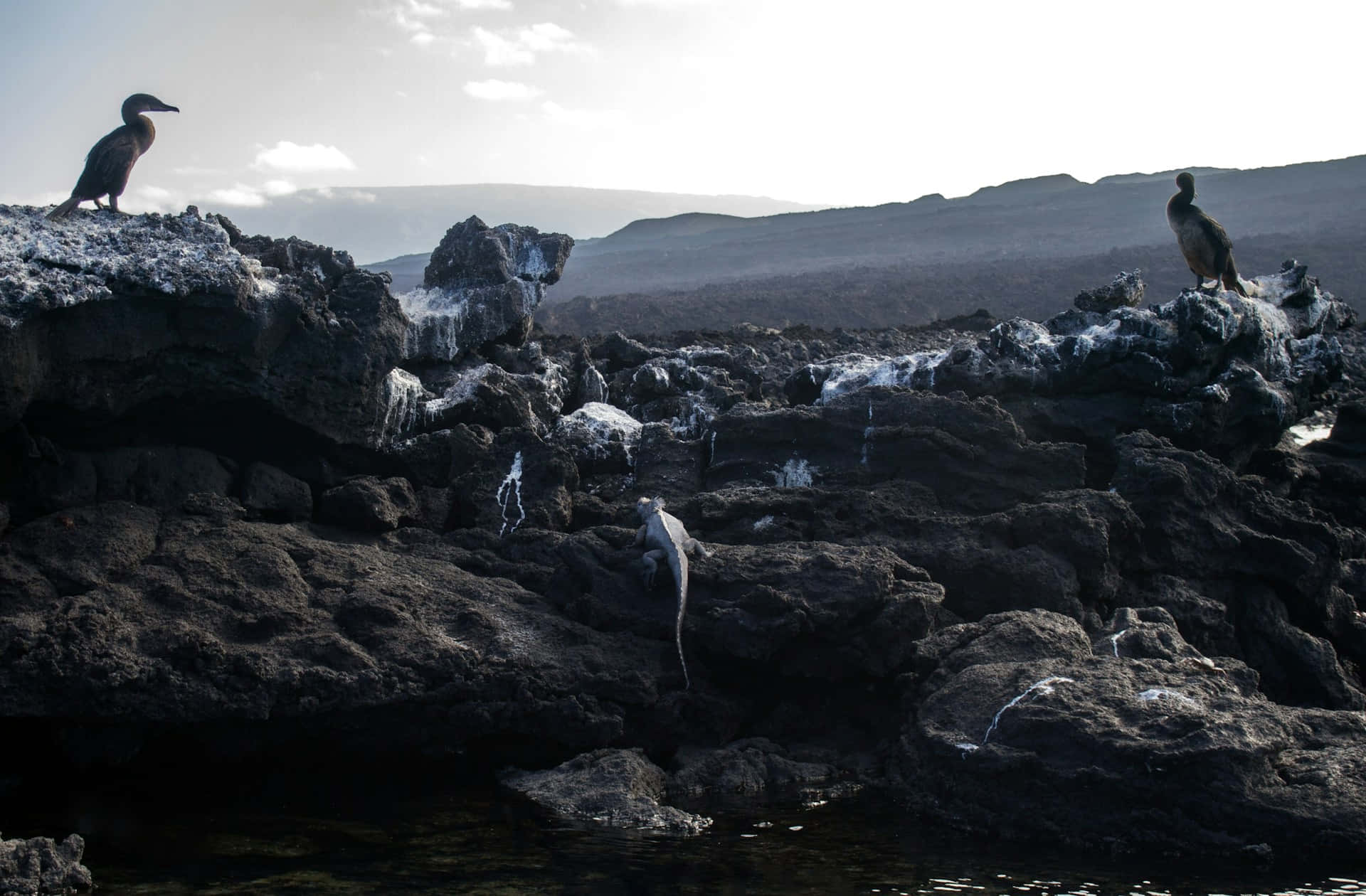 Galapagos Birdson Volcanic Rocks Background
