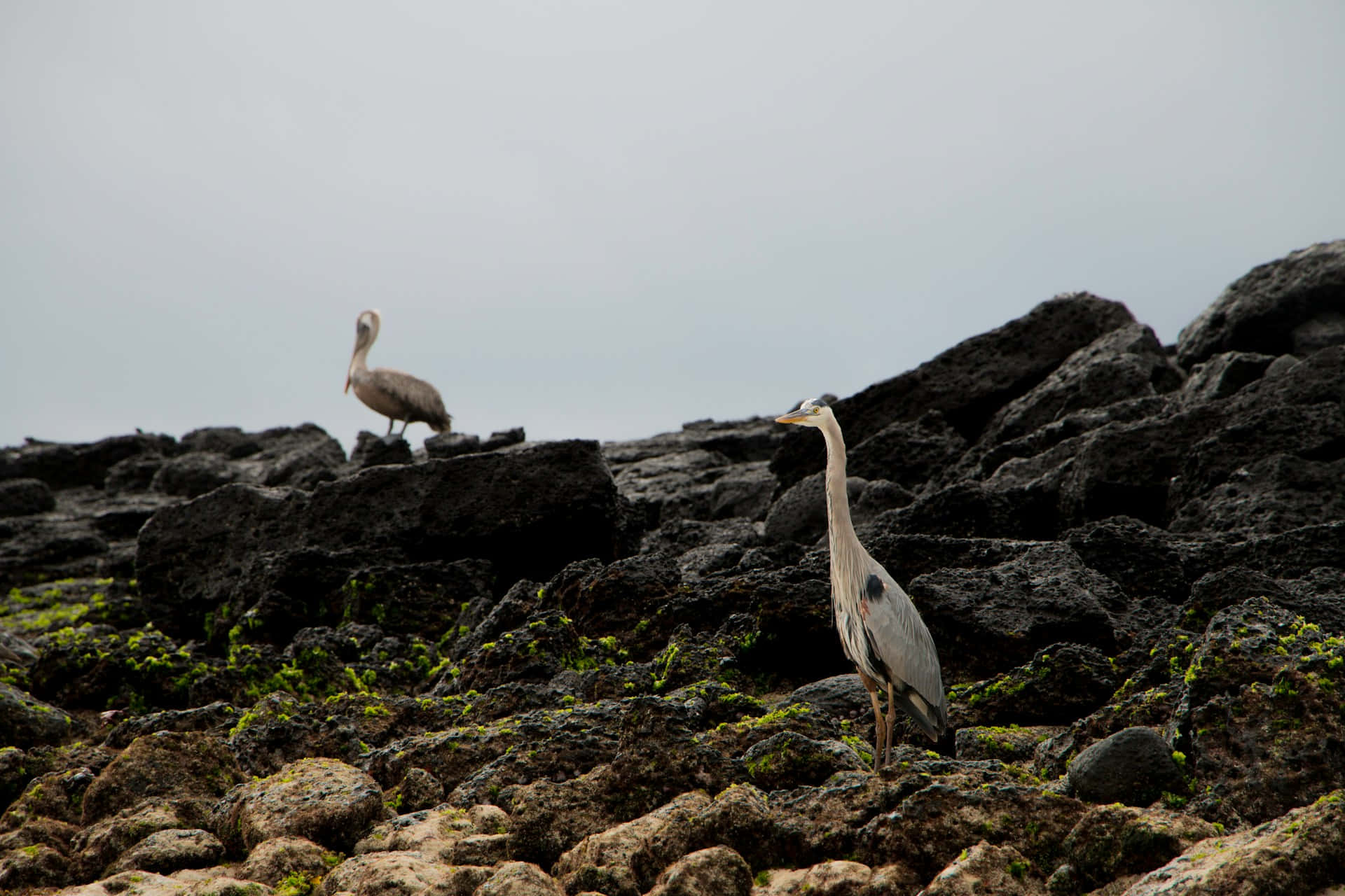 Galapagos Birdson Volcanic Rocks Background