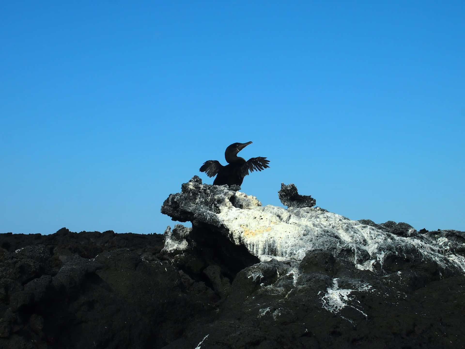 Galapagos Cormorant Spreading Wings Background