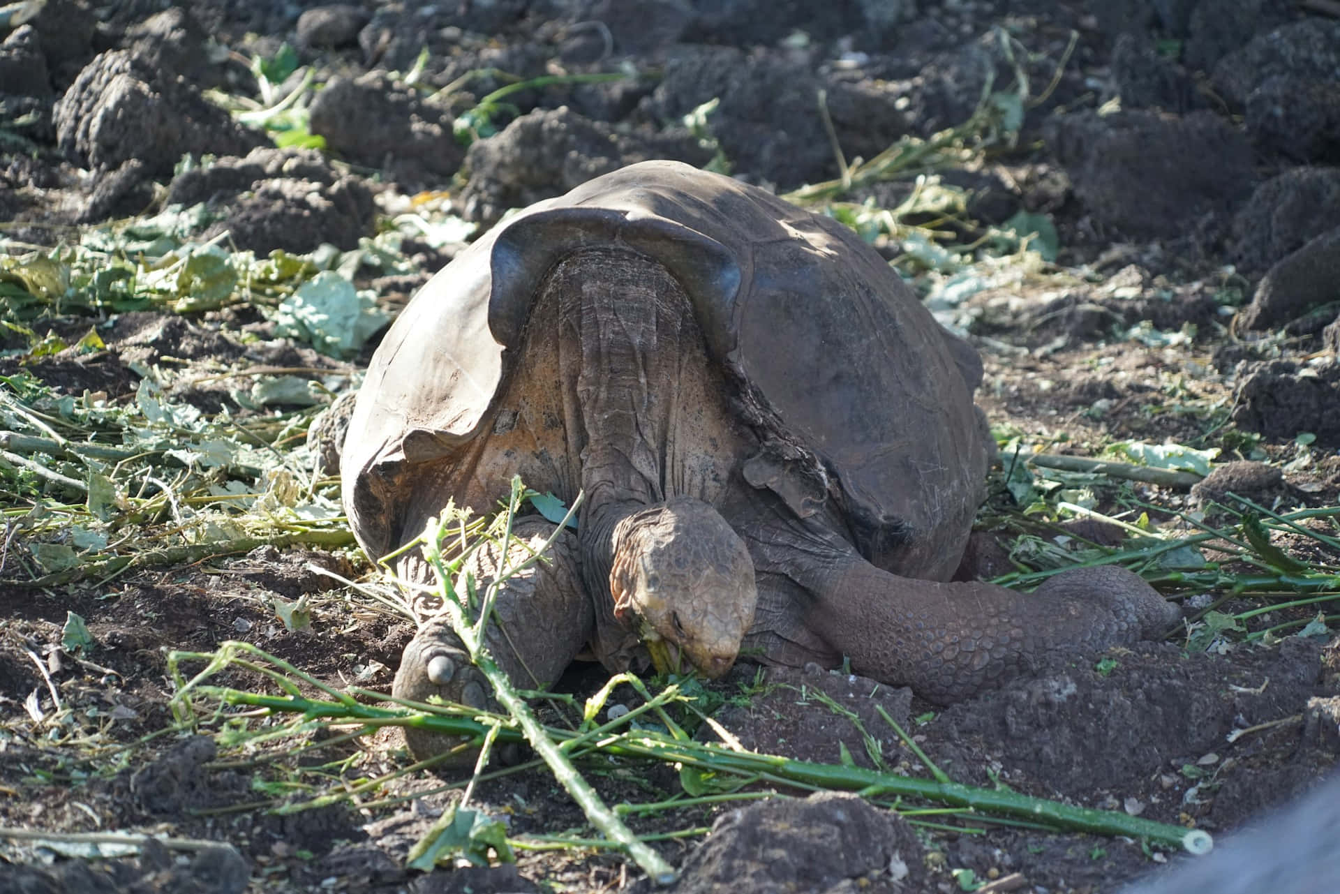 Galapagos_ Giant_ Tortoise_ Resting.jpg