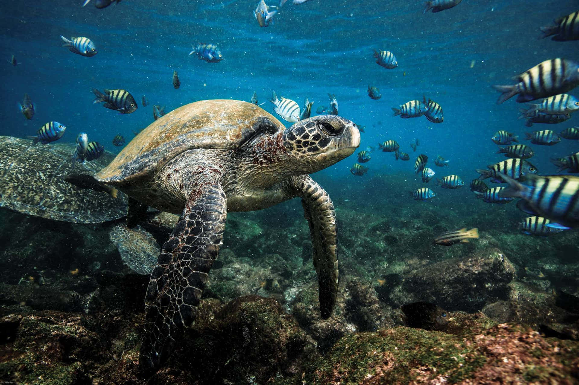 Galapagos Islands Sea Turtle And Sergeant Major Fish Background