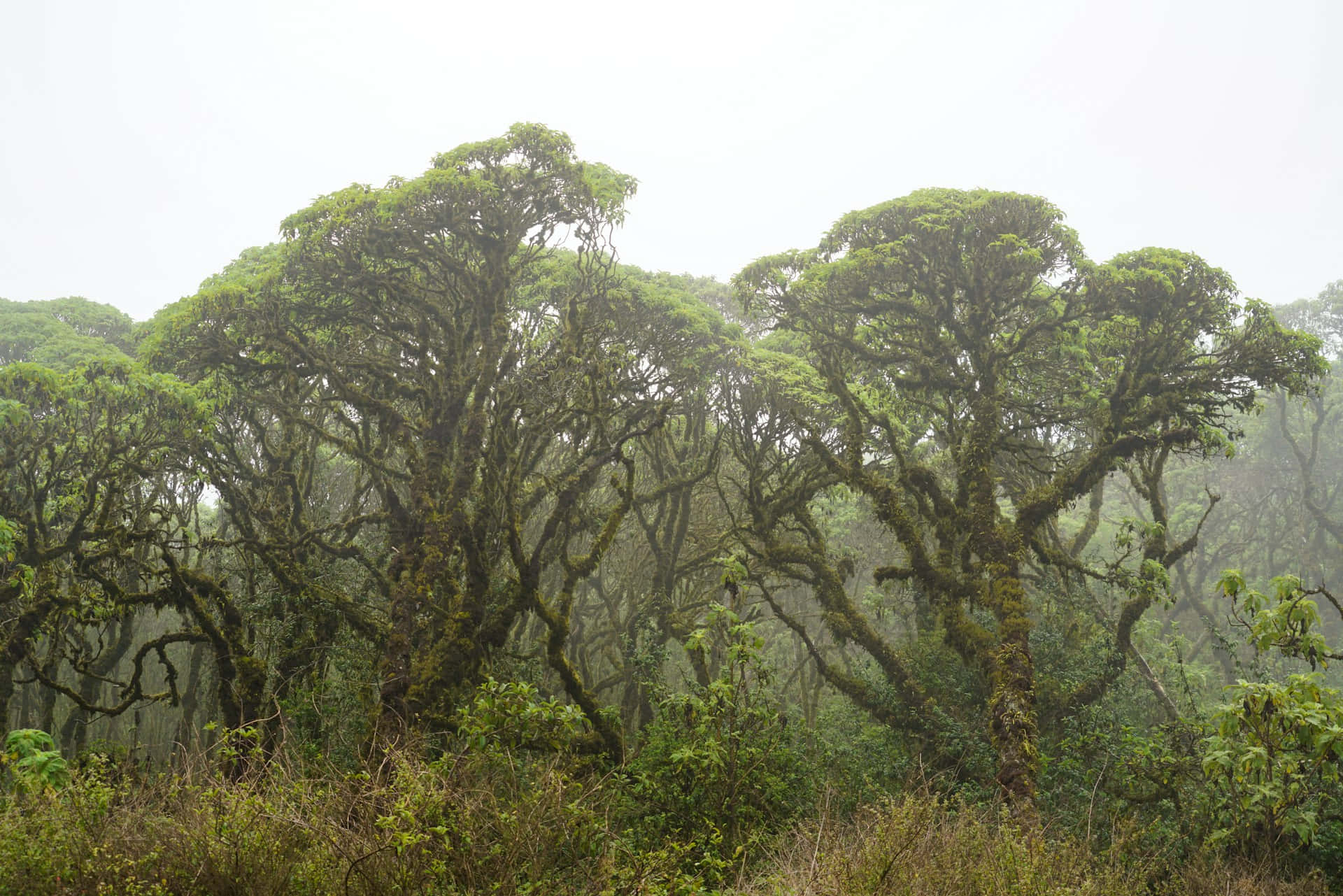 Galapagos_ Misty_ Forest_ Scene Background