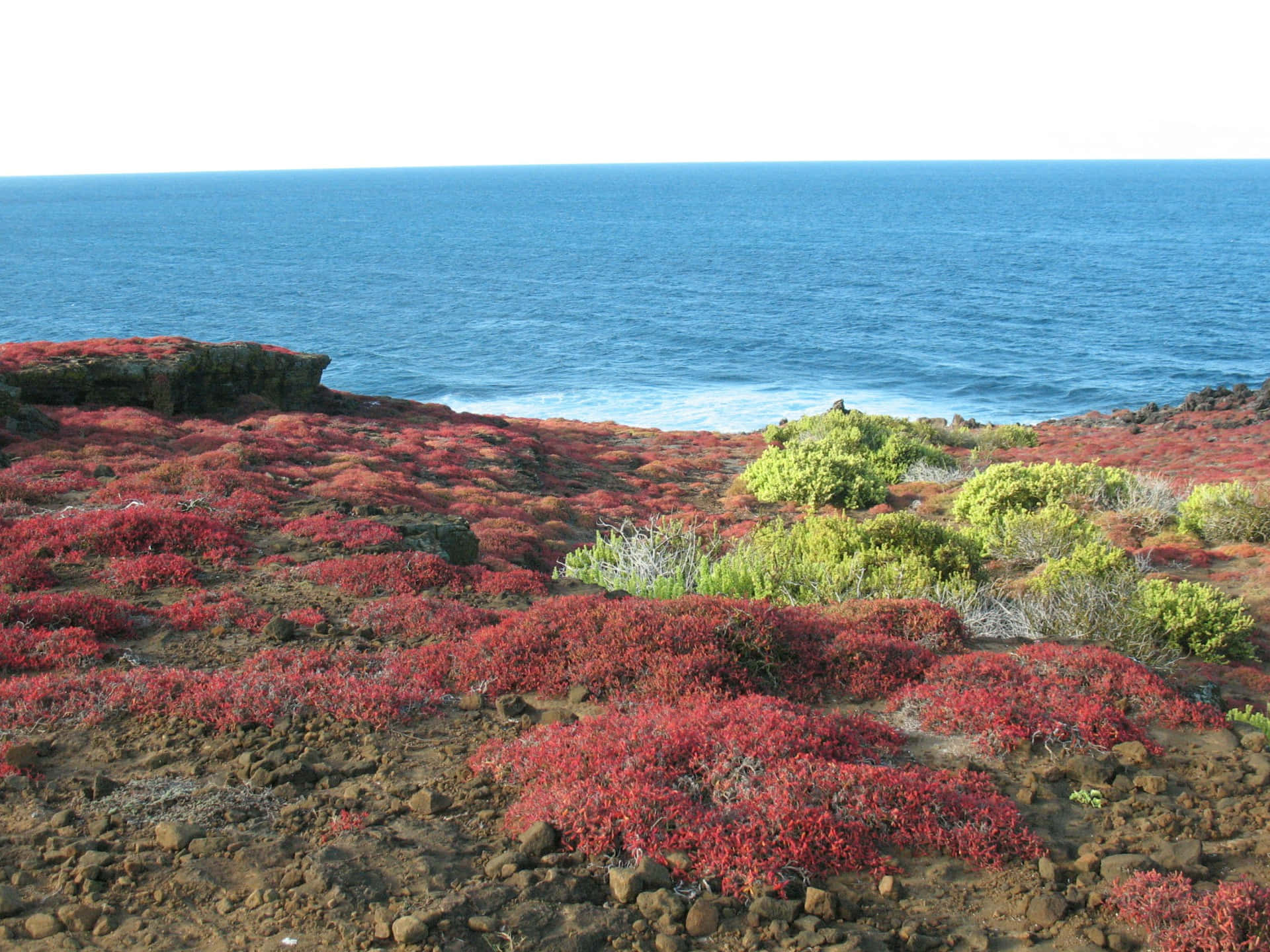 Galapagos_ Red_ Plant_ Coverage_ Coastline Background