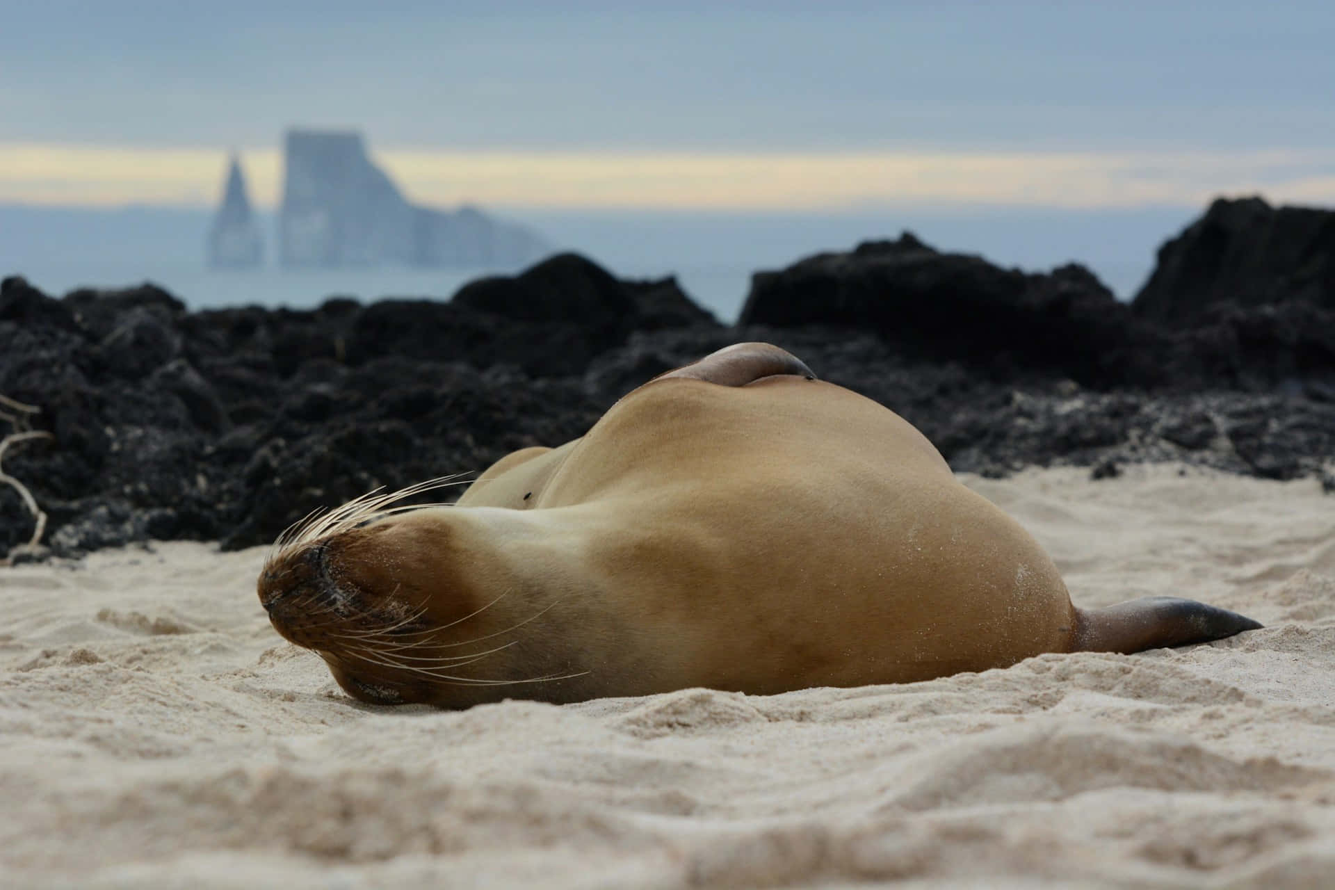 Galapagos Sea Lion Restingon Beach Background