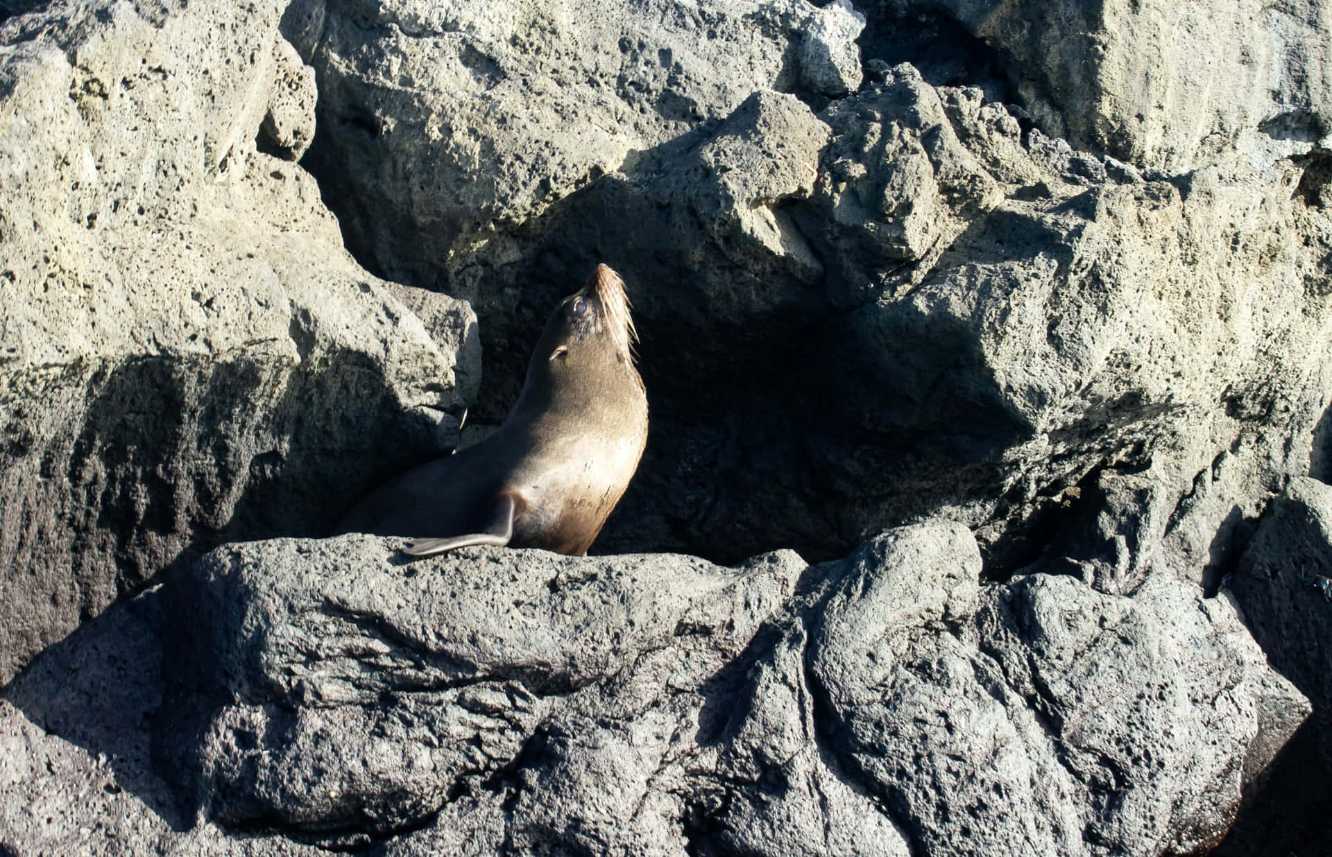 Galapagos Sea Lionon Volcanic Rocks Background