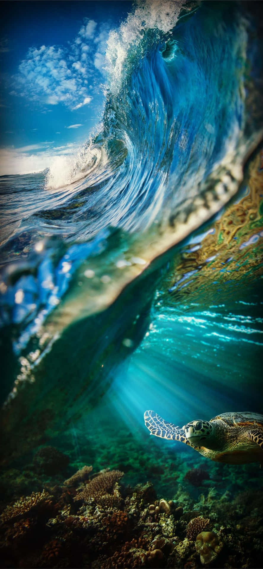 Galapagos Sea Turtle Under Wave Background