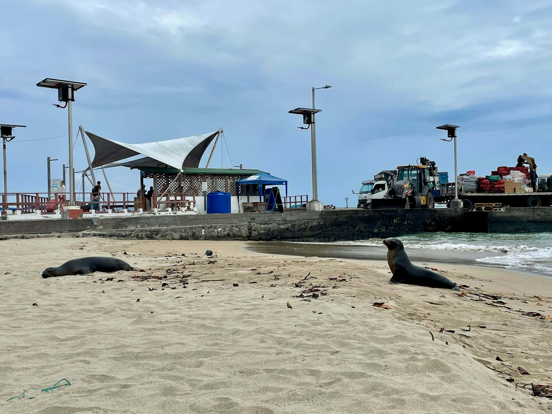 Galapagos Sealionson Human Infrastructure Background