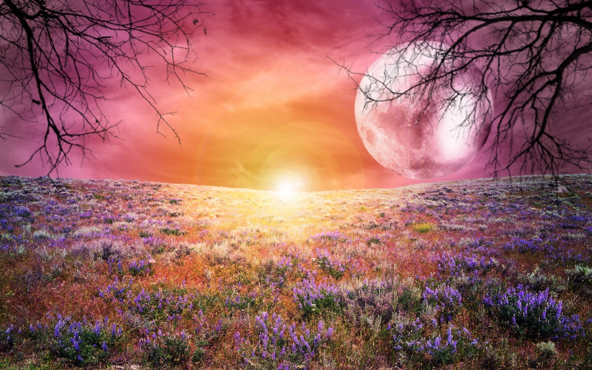Galaxy Moon And Flower Field