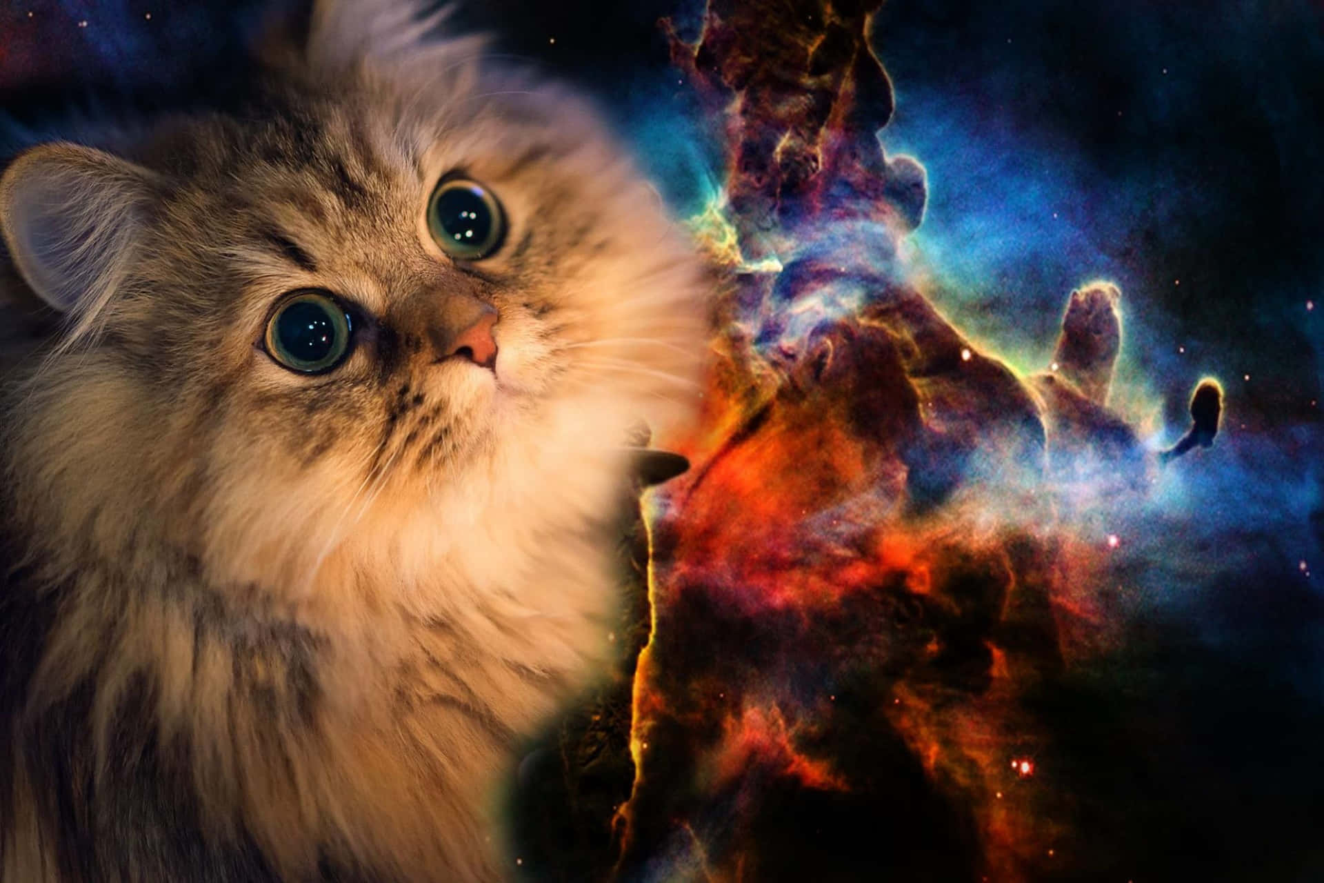 Galaxy Persian Cat