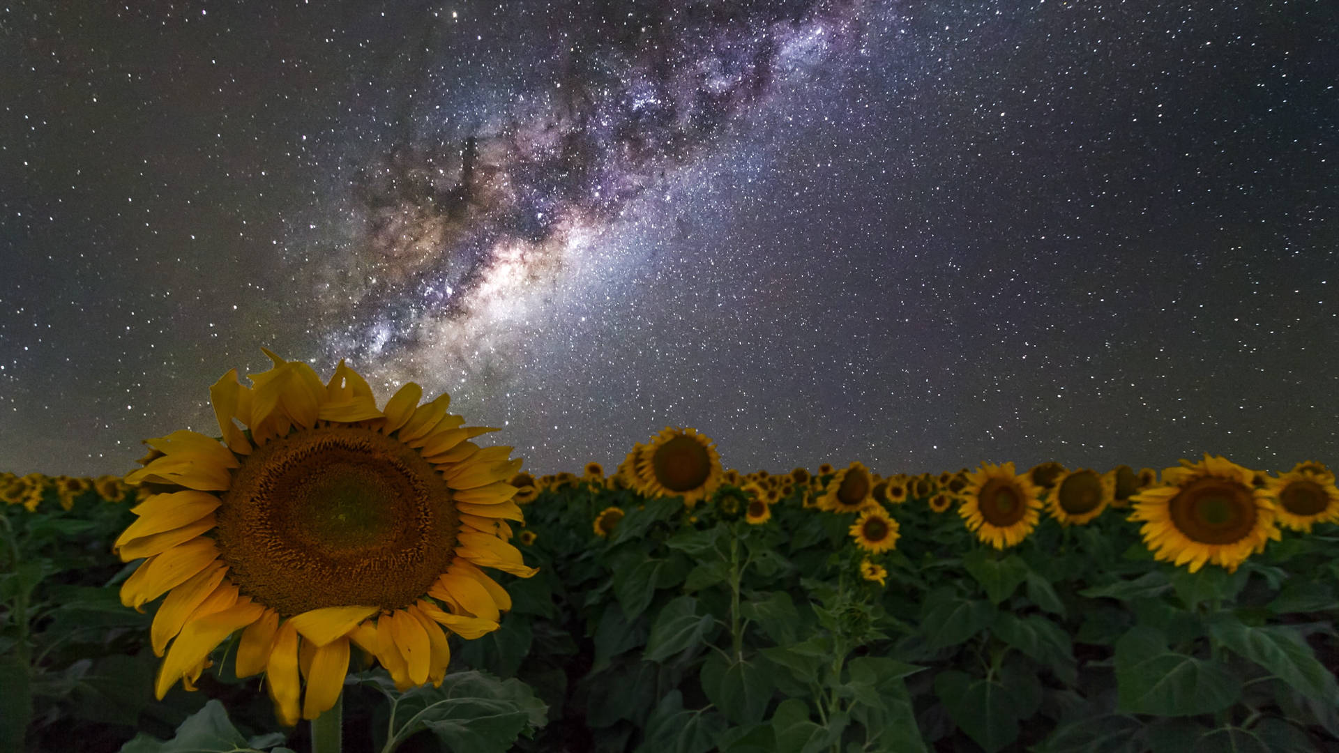 Galaxy Sunflower Laptop Background