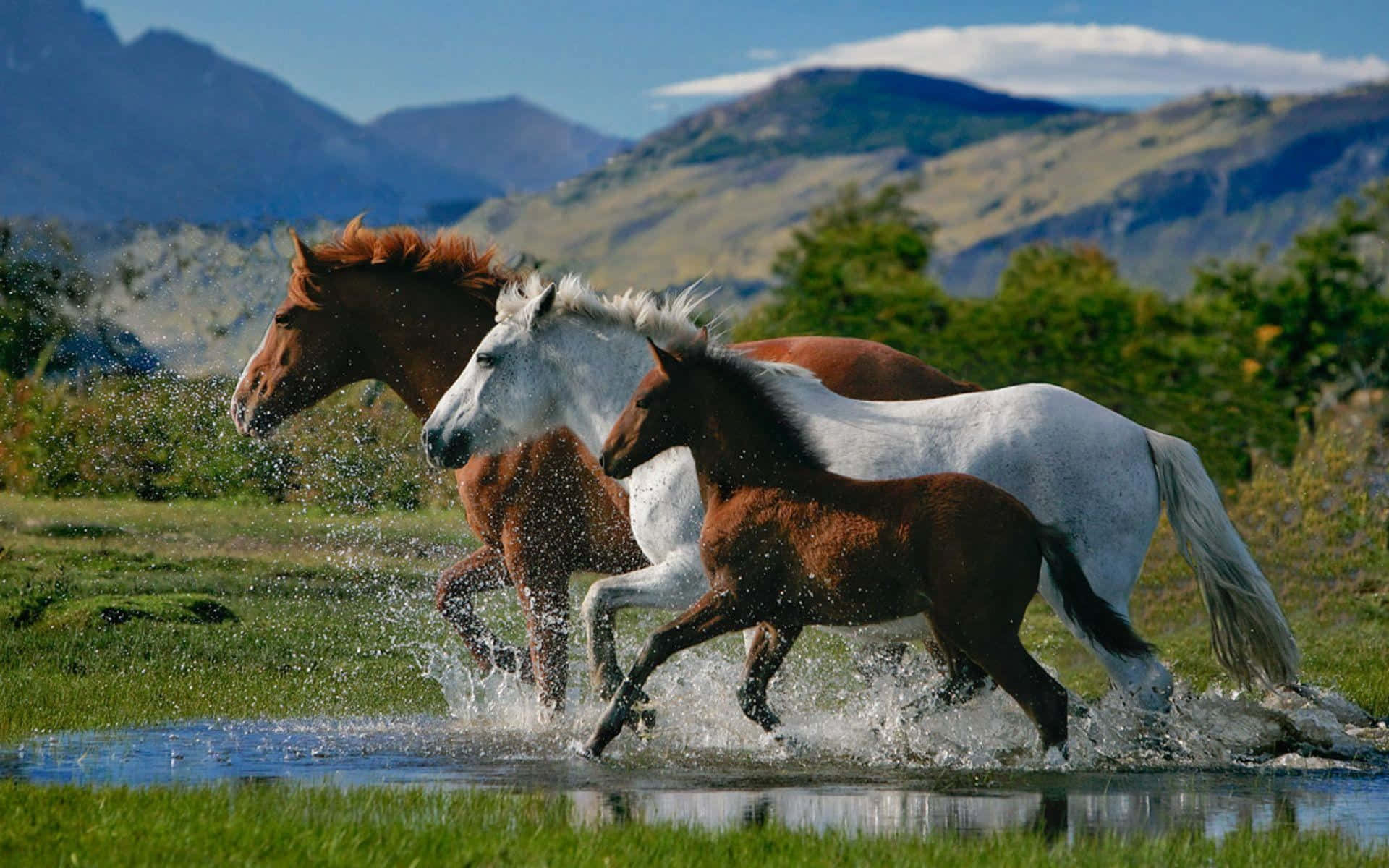 Galloping Horses Water Crossing.jpg Background
