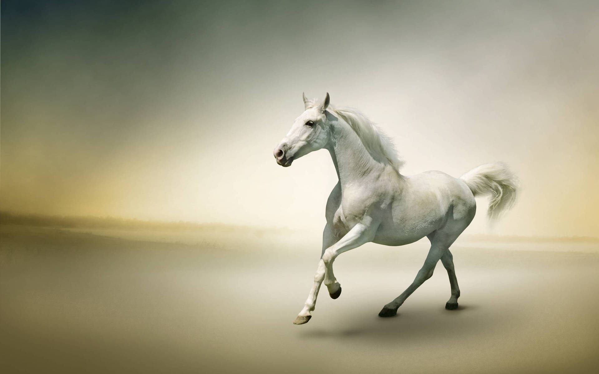 Galloping Majestic White Horse Background
