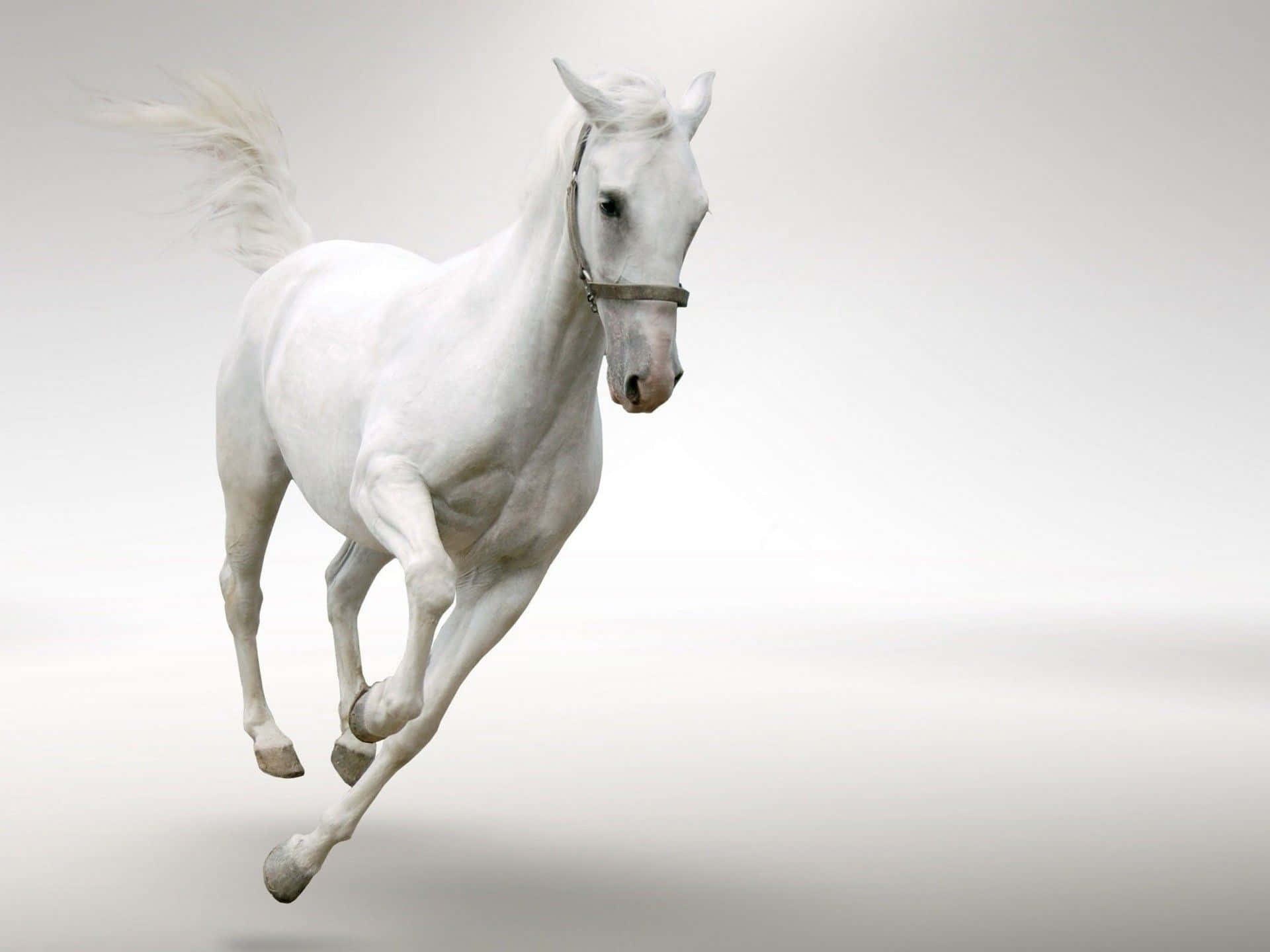 Galloping White Horse