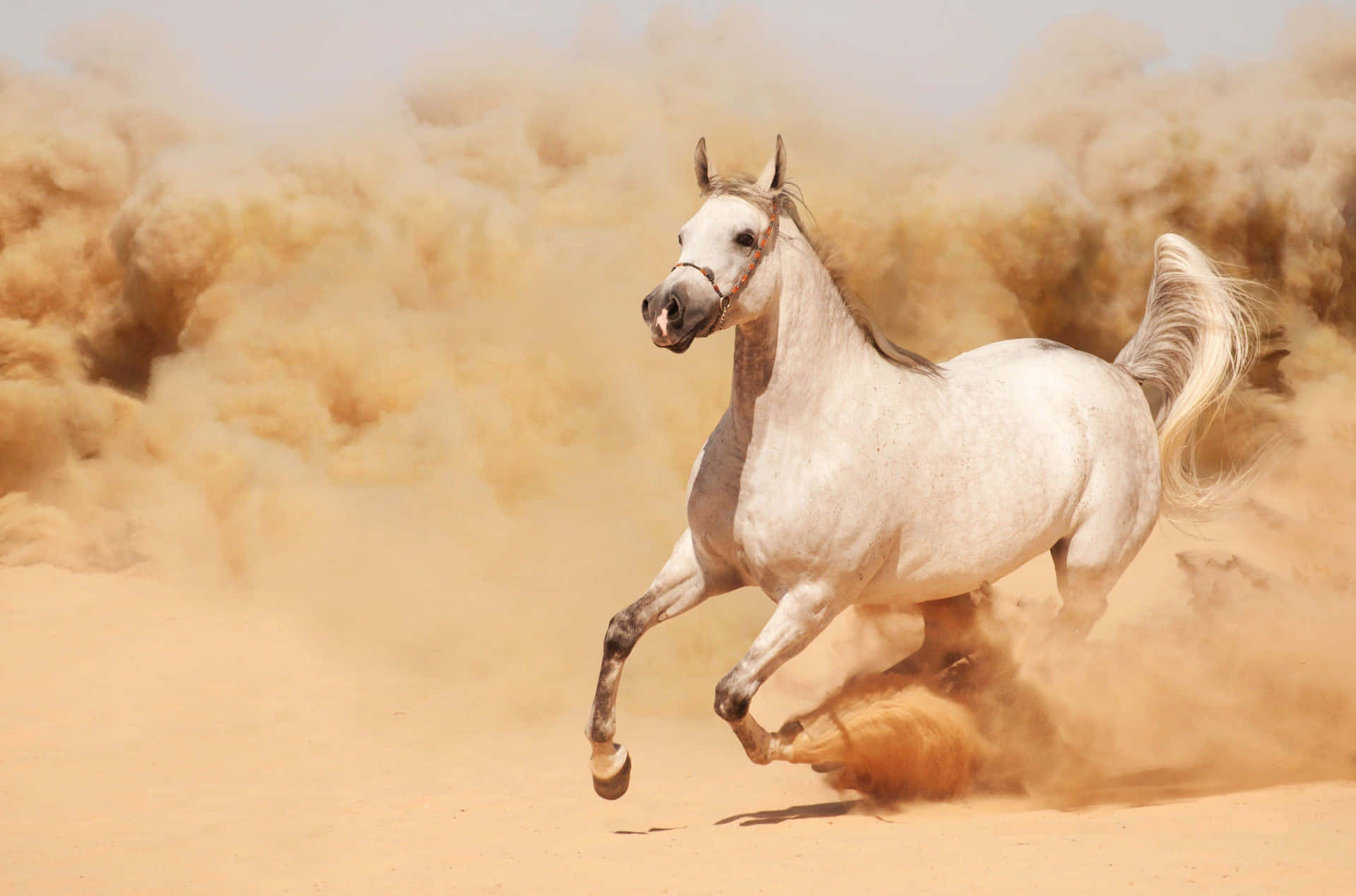 Galloping White Horsein Desert Dust Background