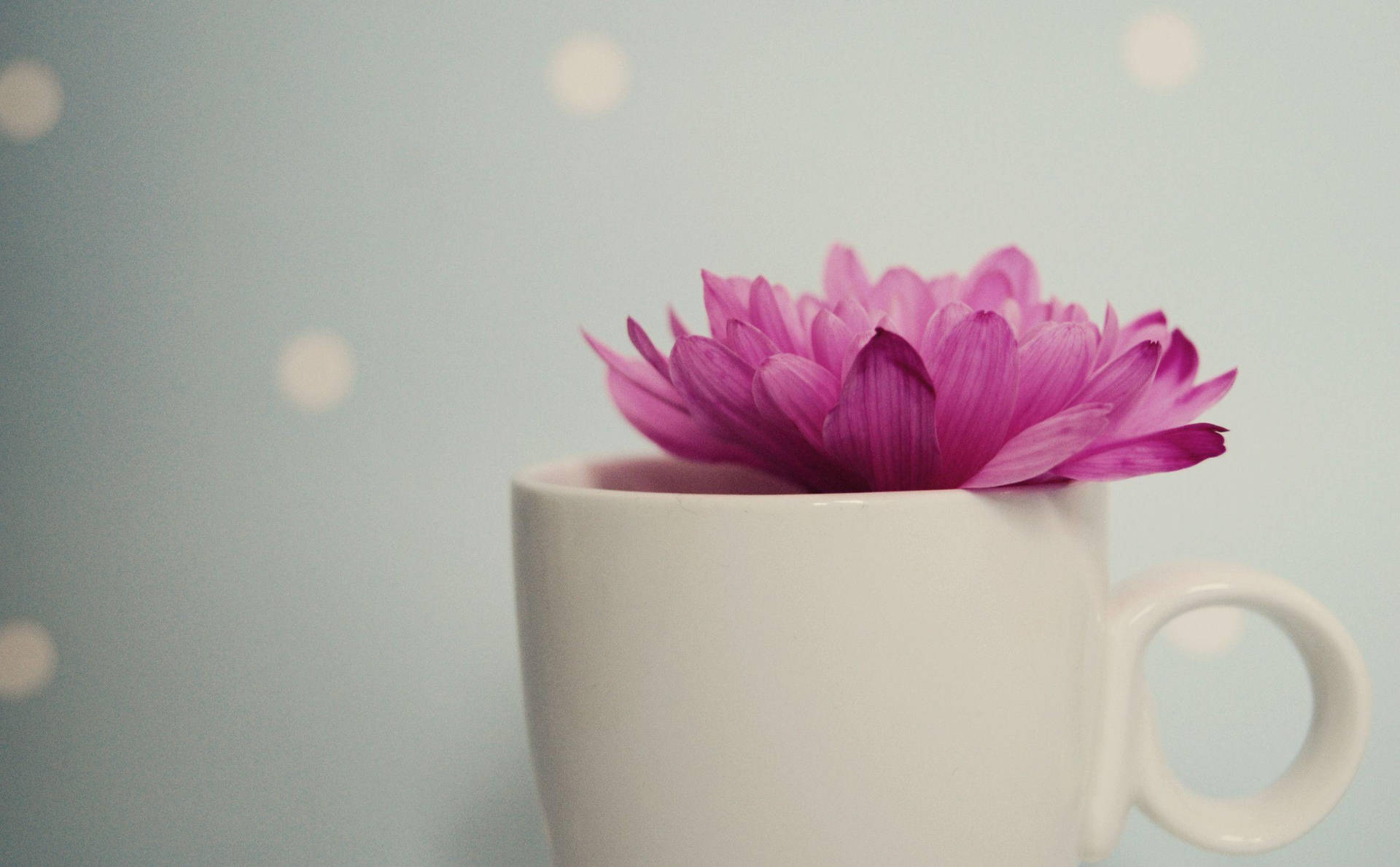 Gambar Pink Lily On Cup Background