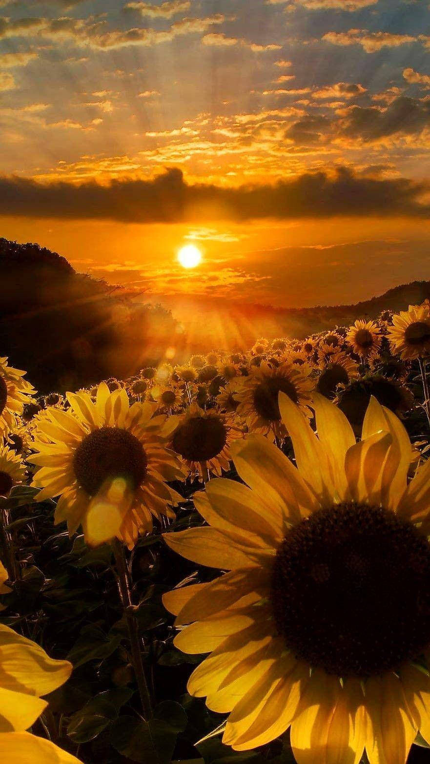 Gamber Sunflowers Under Sunset Background
