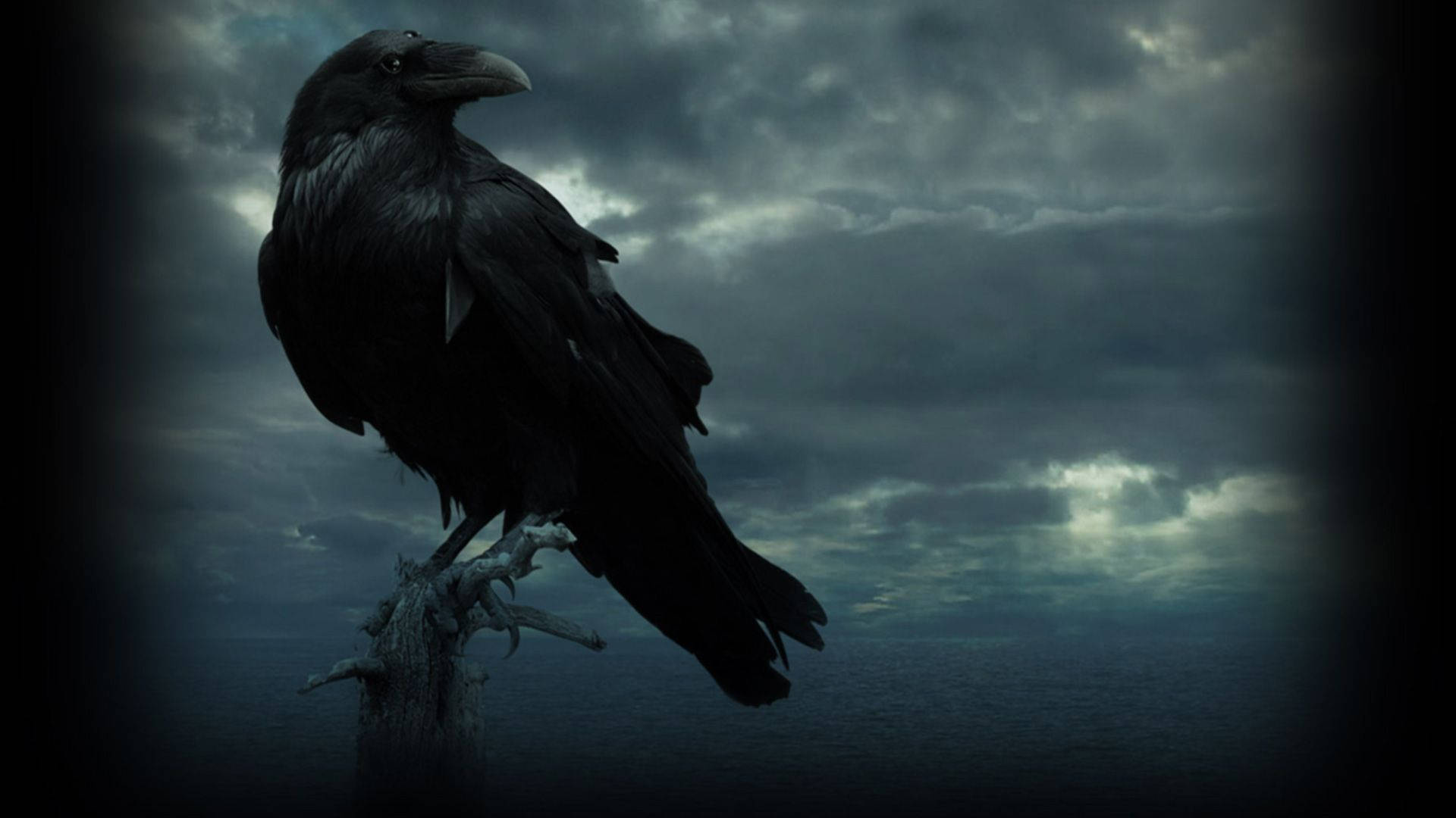 Game Of Thrones Raven Hd Background