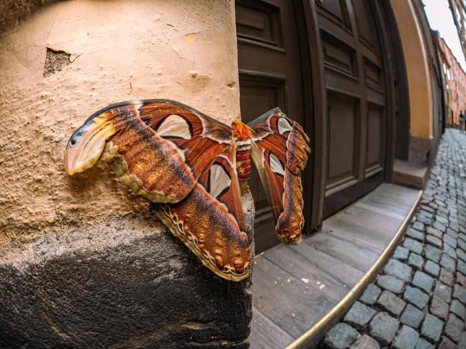 Gamla Stan Atlas Moth Background