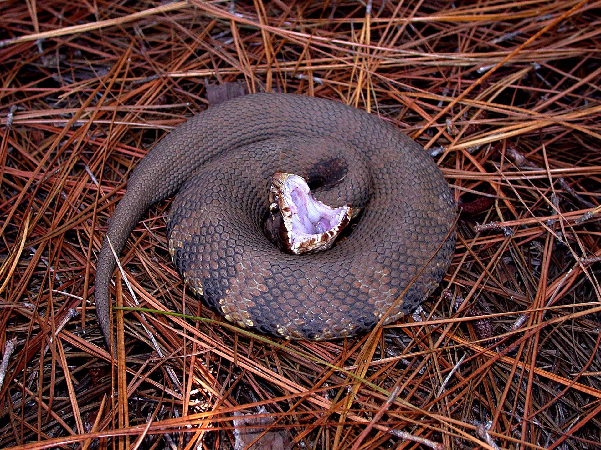 Gaping Mouth Of Cottonmouth Background