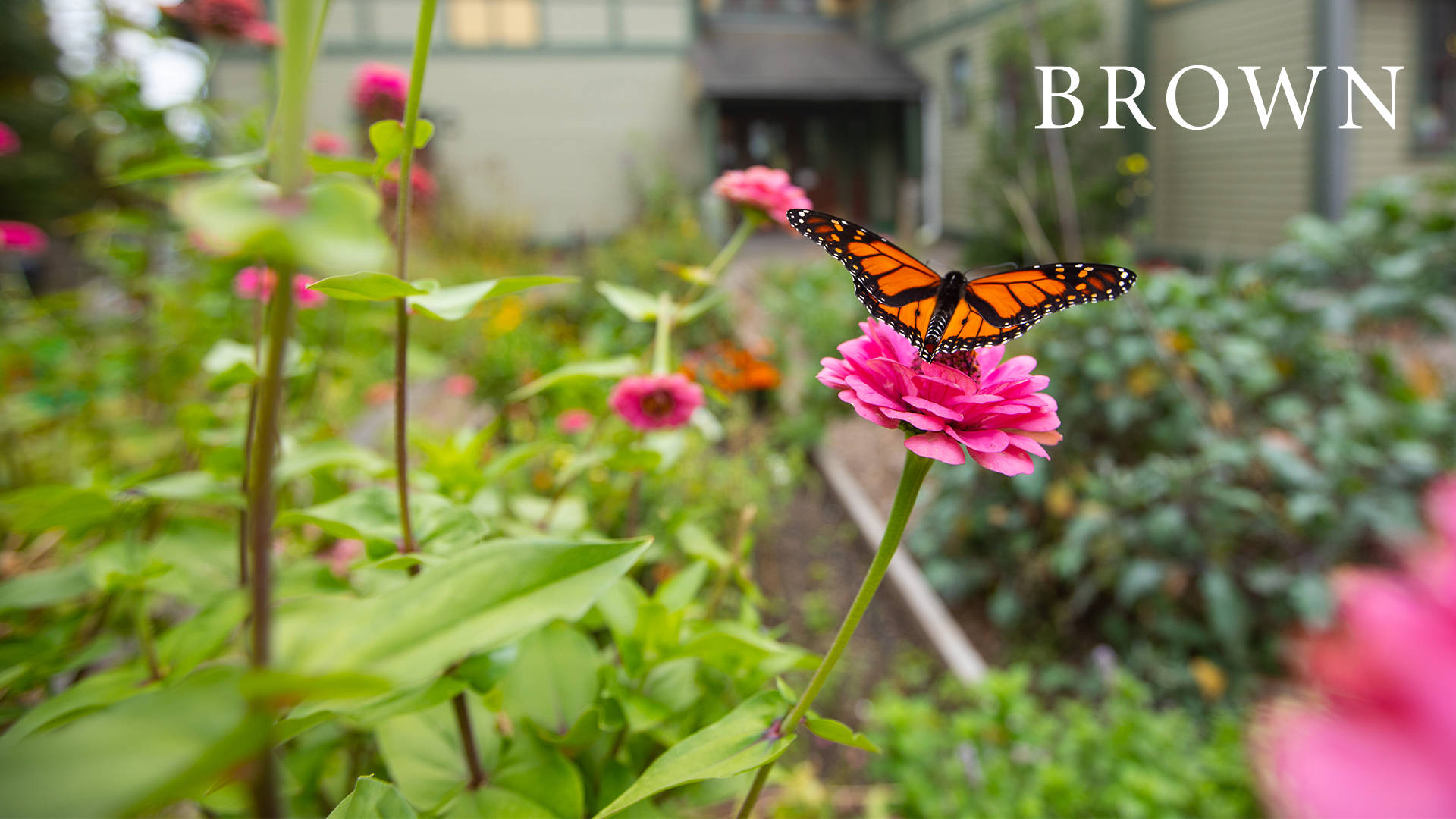 Garden At Brown University Background