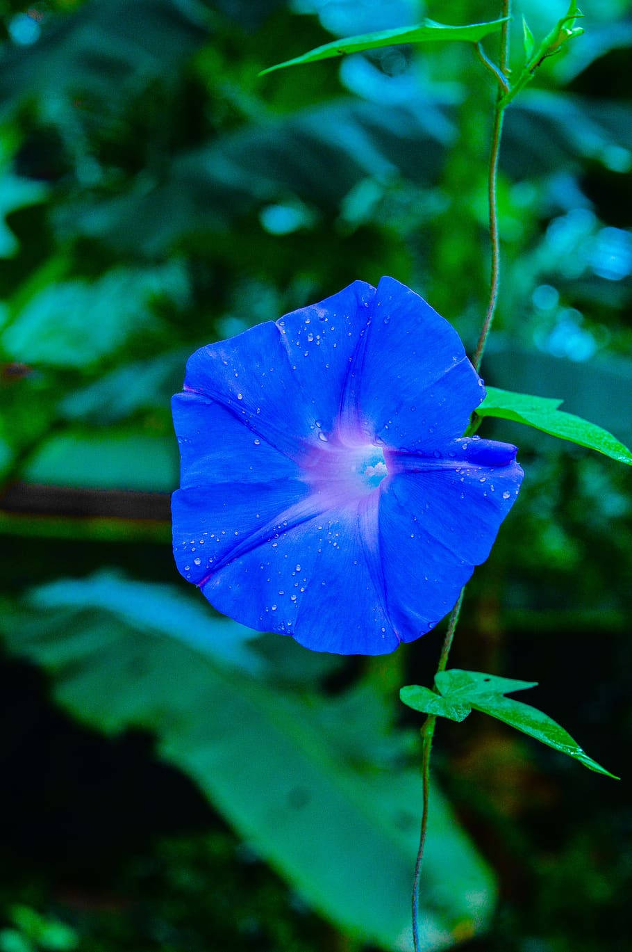 Garden Blooming With Blue Flower Iphone Background