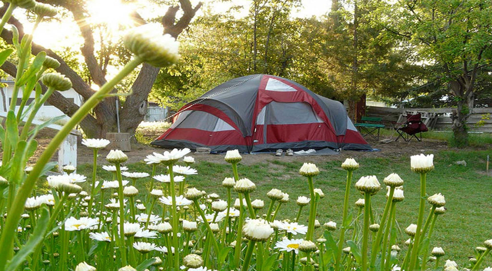 Garden Camping Background