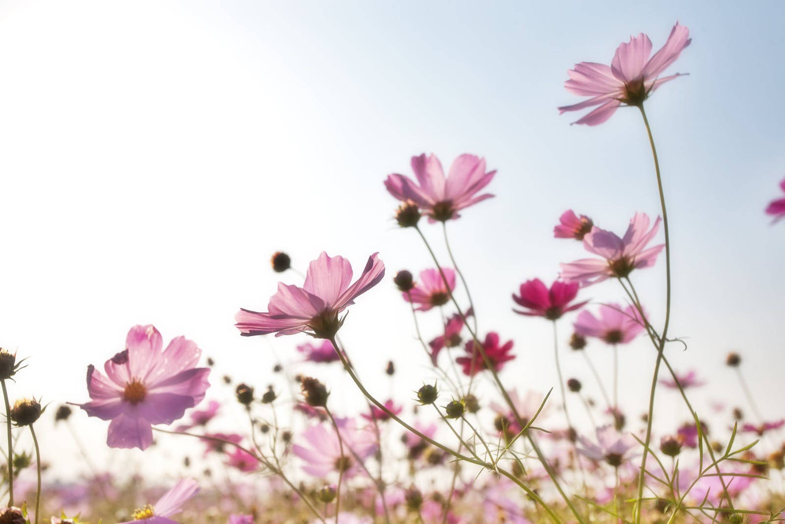 Garden Cosmos Summer Desktop