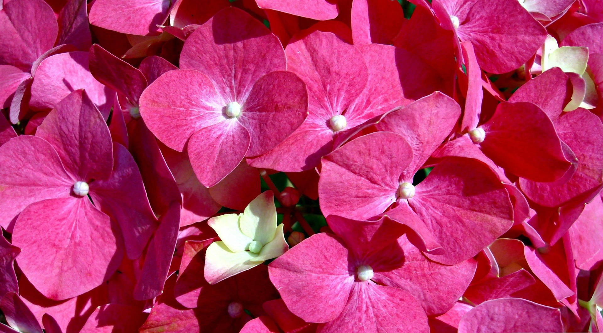 Garden-fresh Pink Flowers