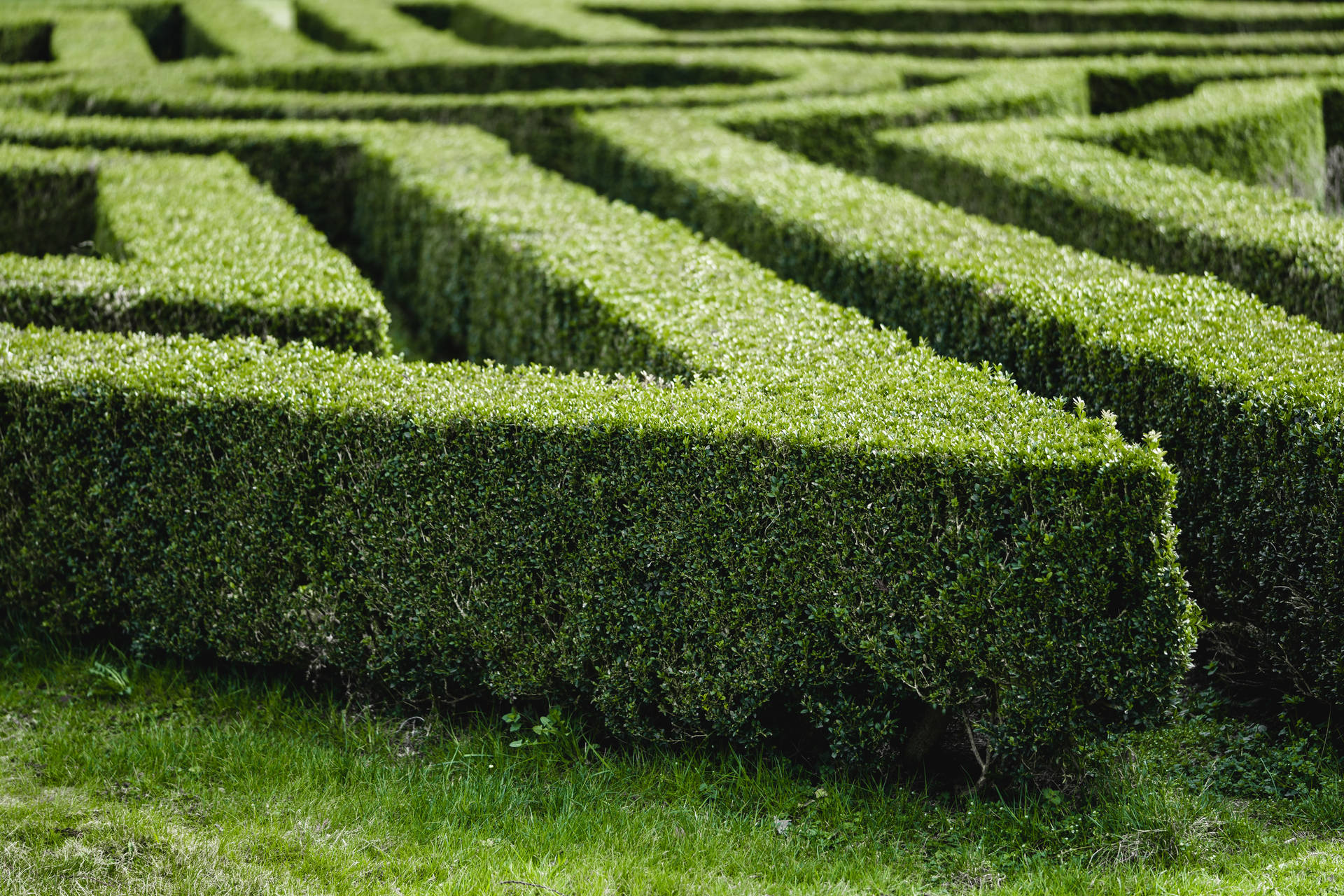 Garden Maze Aesthetic Landscape Background