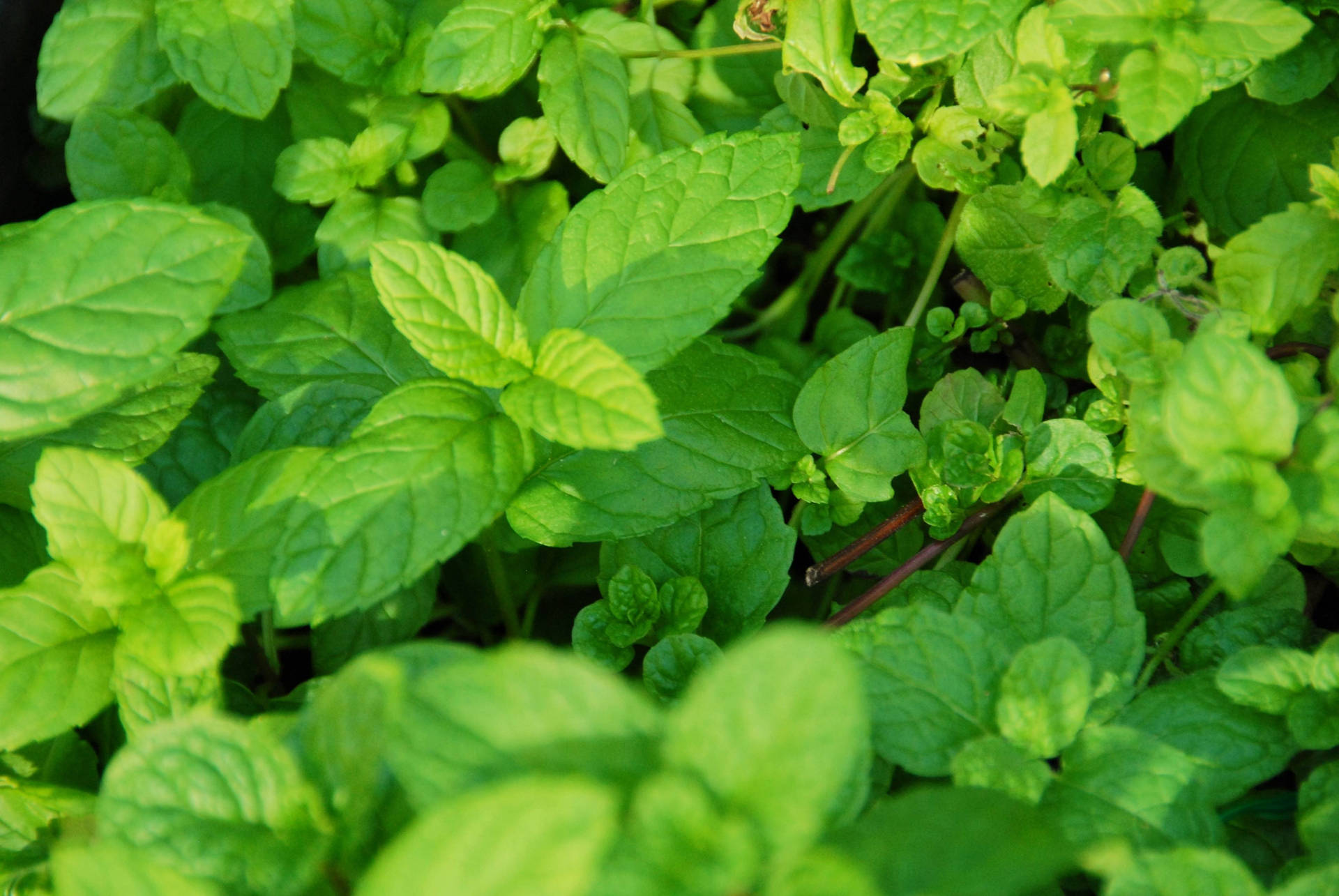 Garden Mint Plant