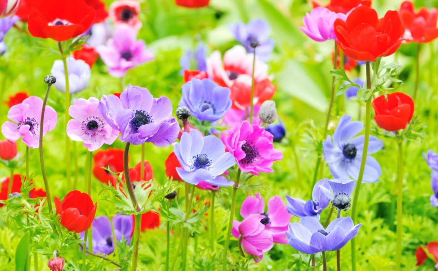 Garden Of Anemone Flowers