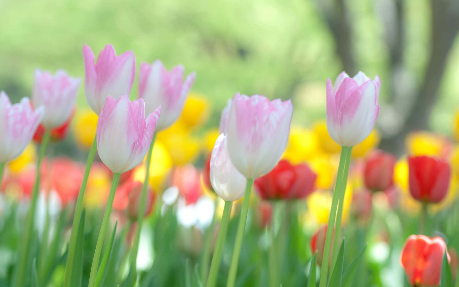 Garden Of Beauty Background