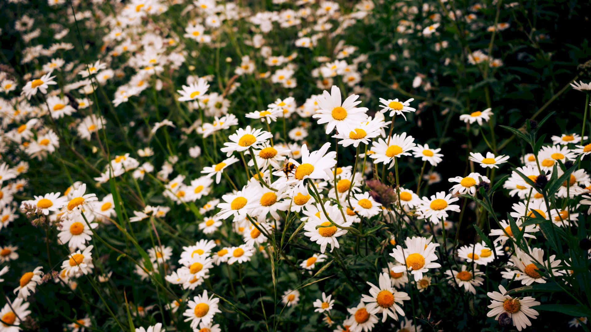 Garden Of Daisy Aesthetic Computer Background