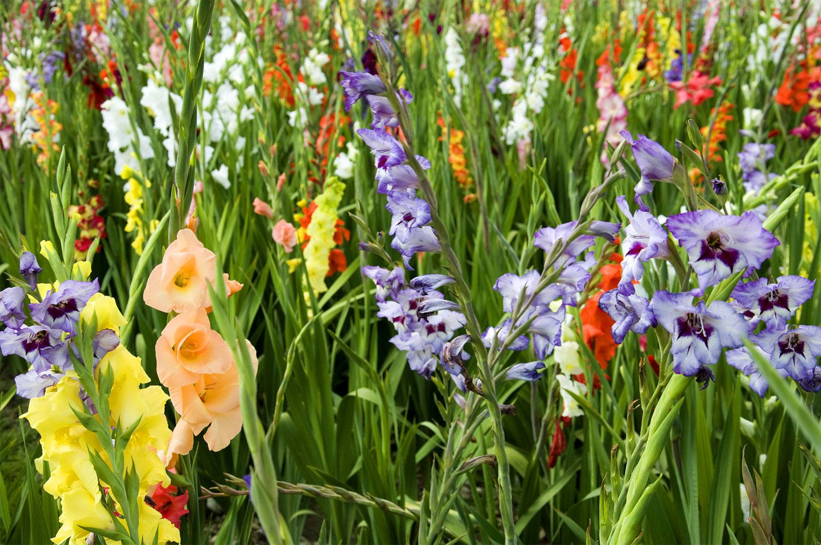 Garden Of Gladiolus Background