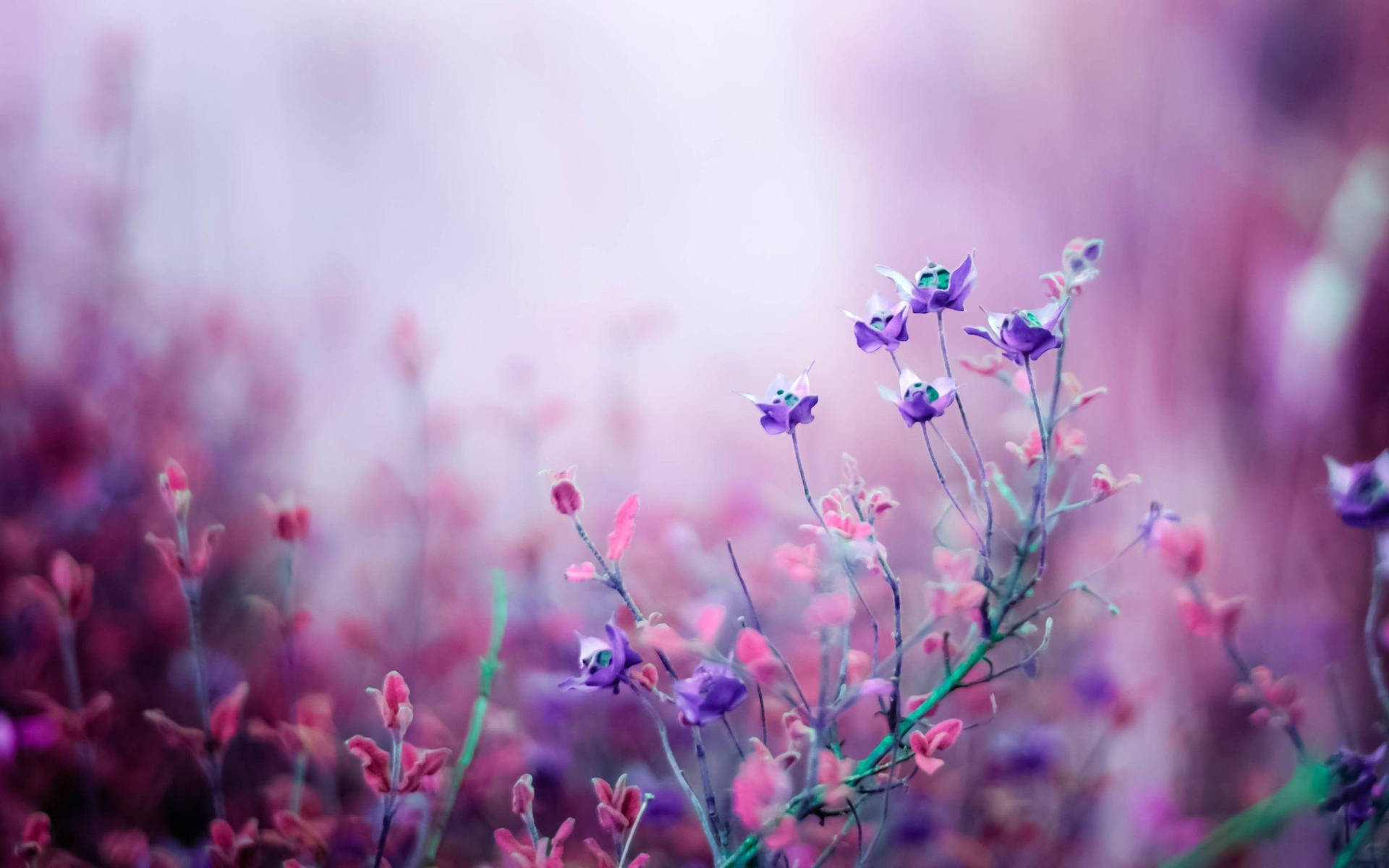 Garden Of Lavender Purple Flowers Background