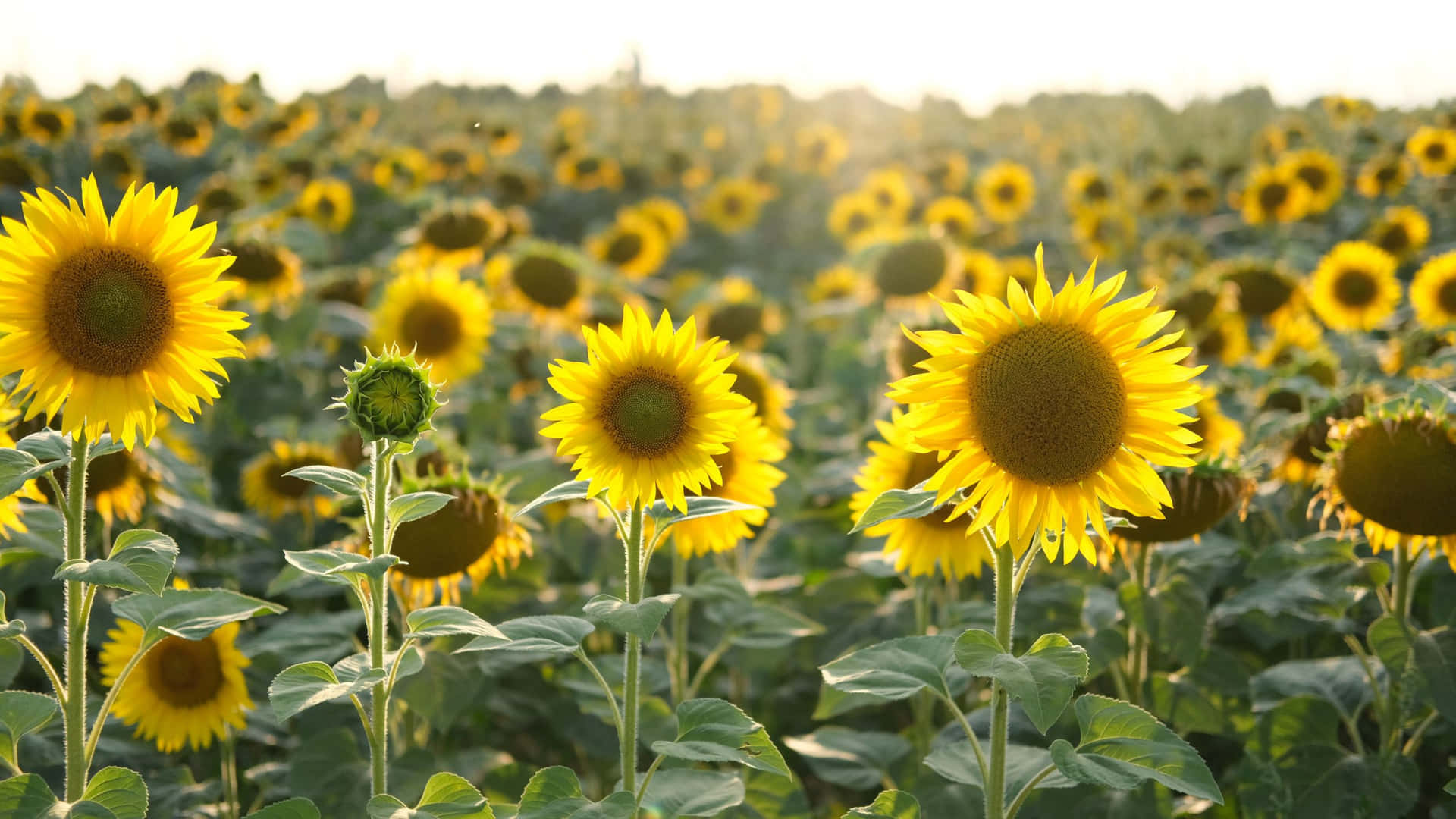 Garden Of Sunflowers In Yellow Aesthetic Flower Desktop Background