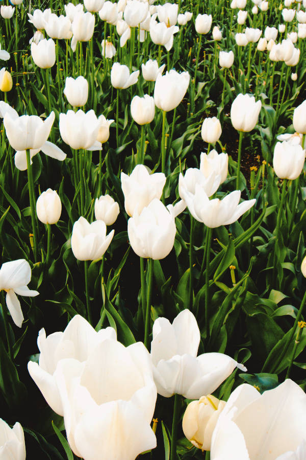 Garden Of Tulips Green And White Aesthetic