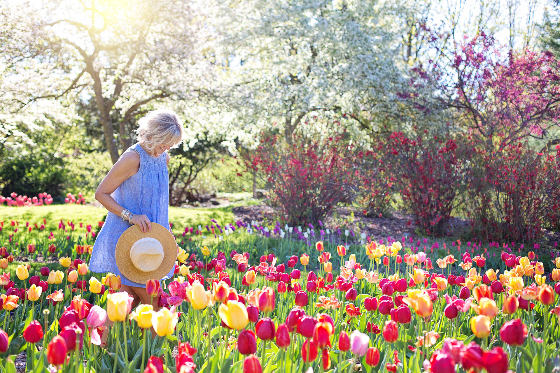 Garden Of Tulips Background