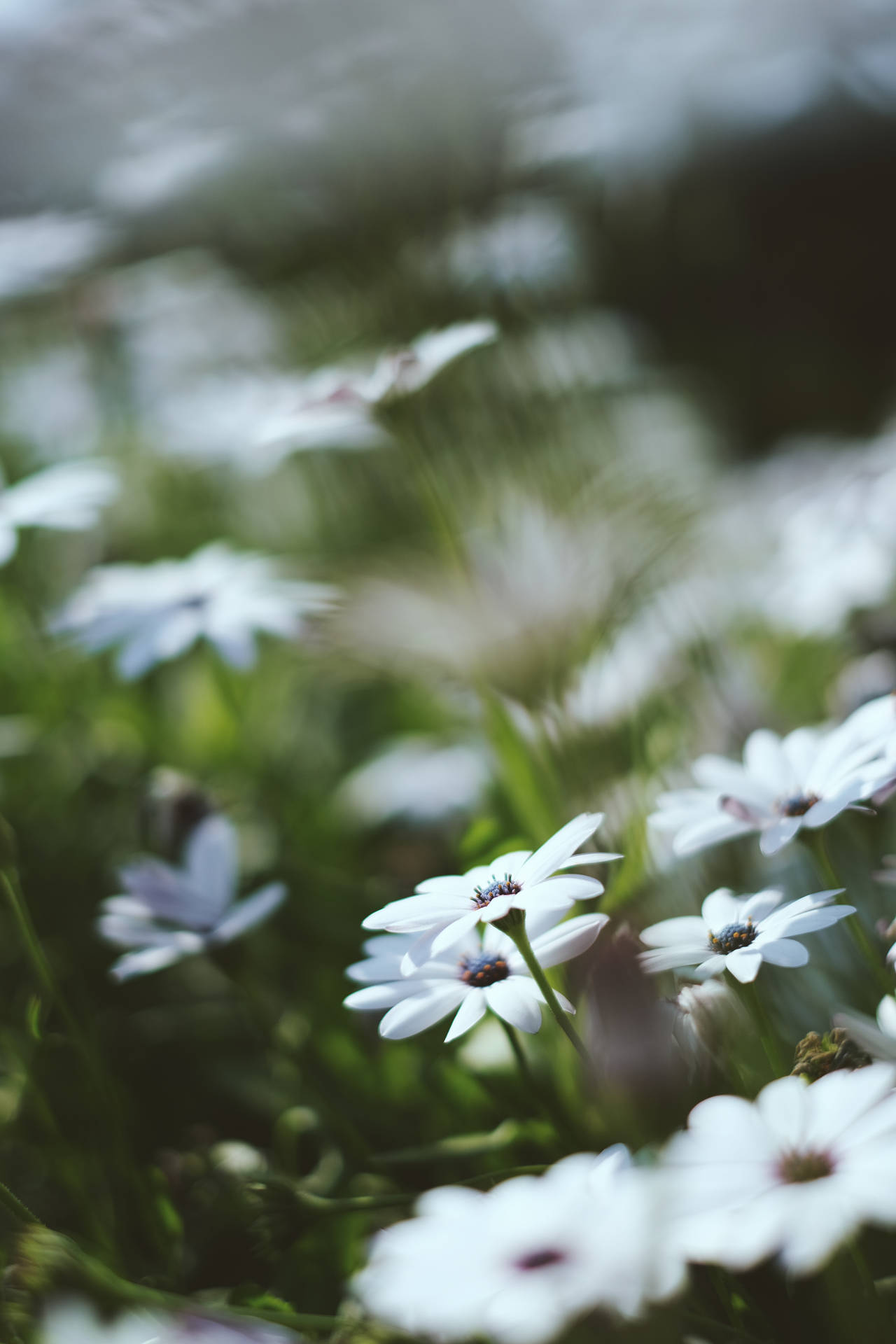Garden Of White Daisy Iphone