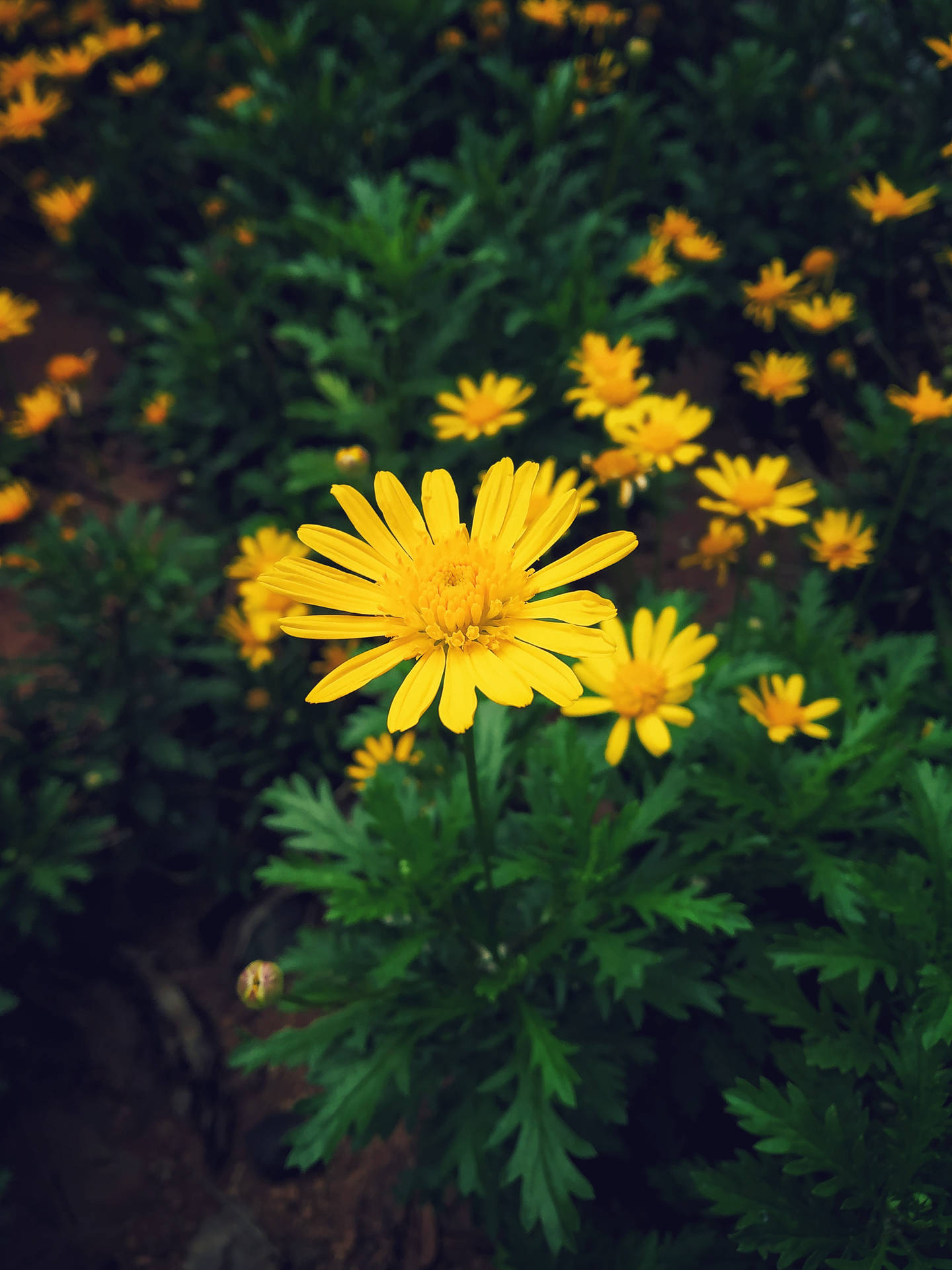Garden Of Yellow Daisy Iphone Background