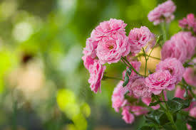 Garden Pink Rose With Blurred Background Background