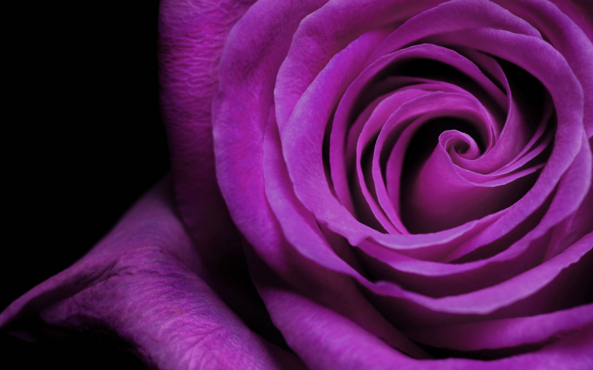 Garden Rose Purple Flowers Macro