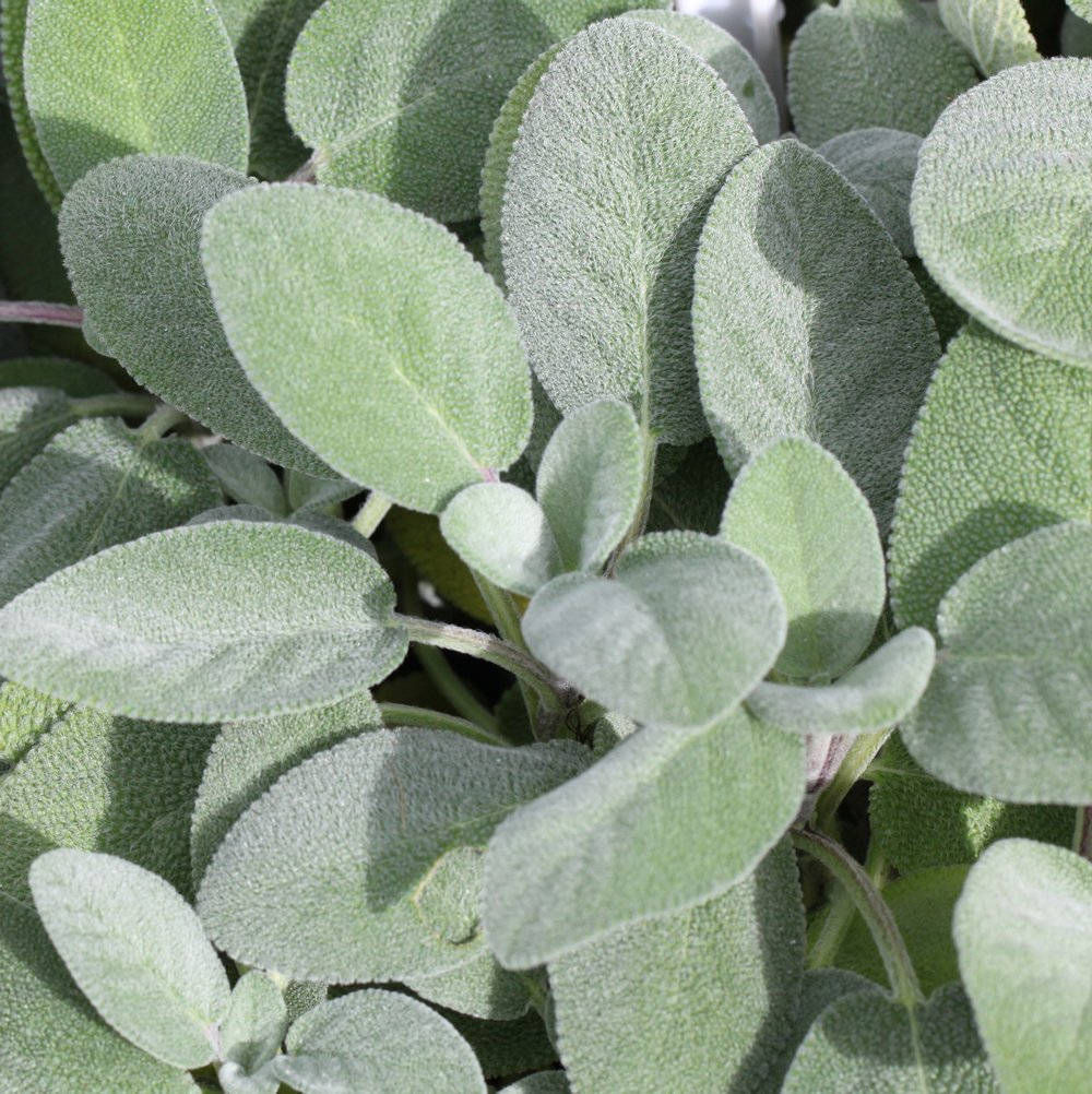 Garden Sage Plant Background