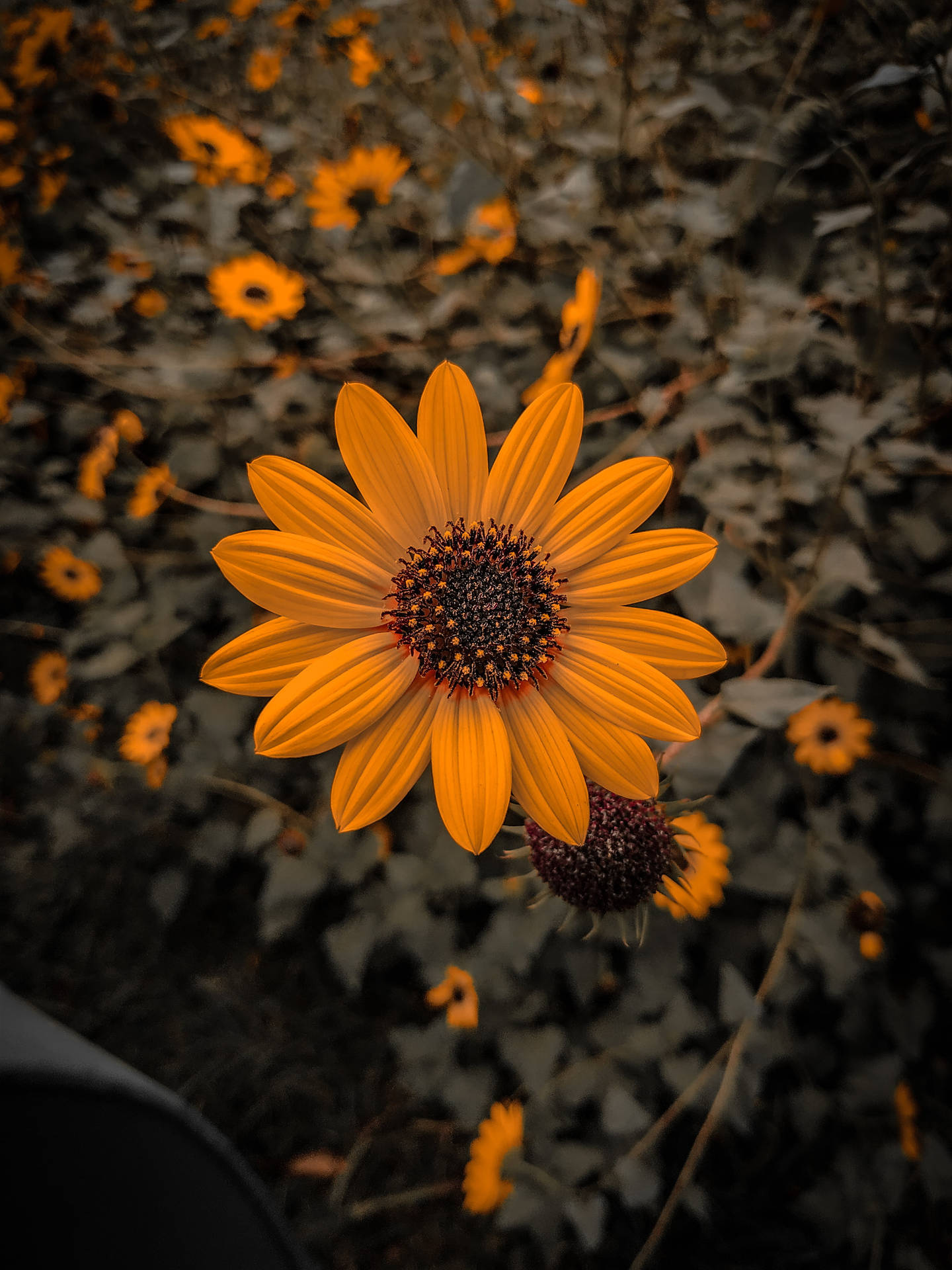 Garden Sunflower Flower Mobile Background