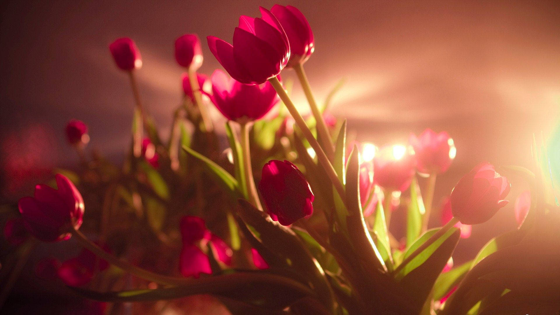 Garden Tulip Flower Desktop Background