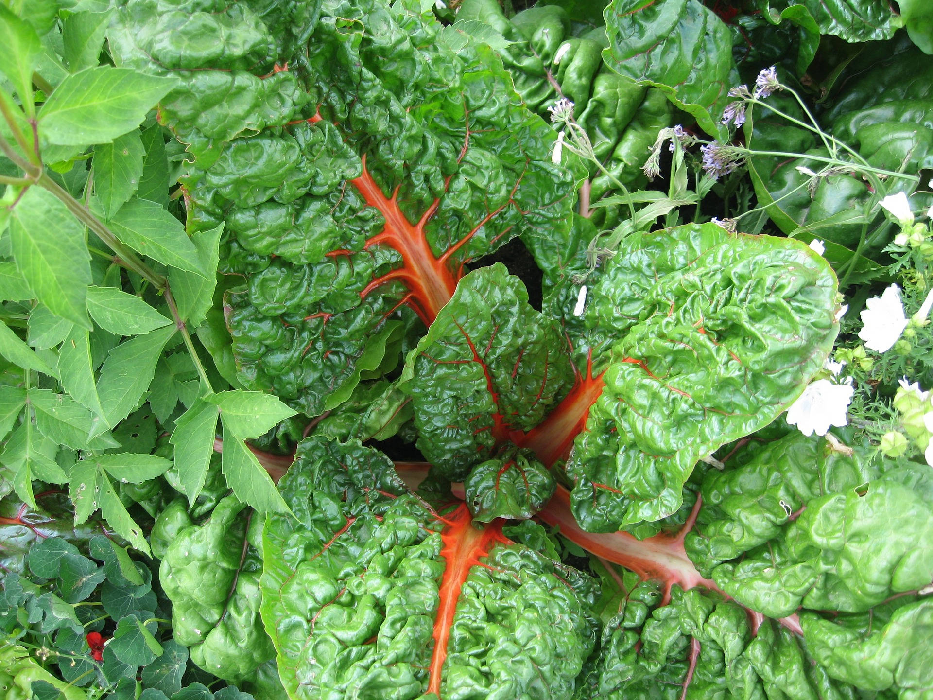 Garden Vegetable Orange Swiss Chard Background