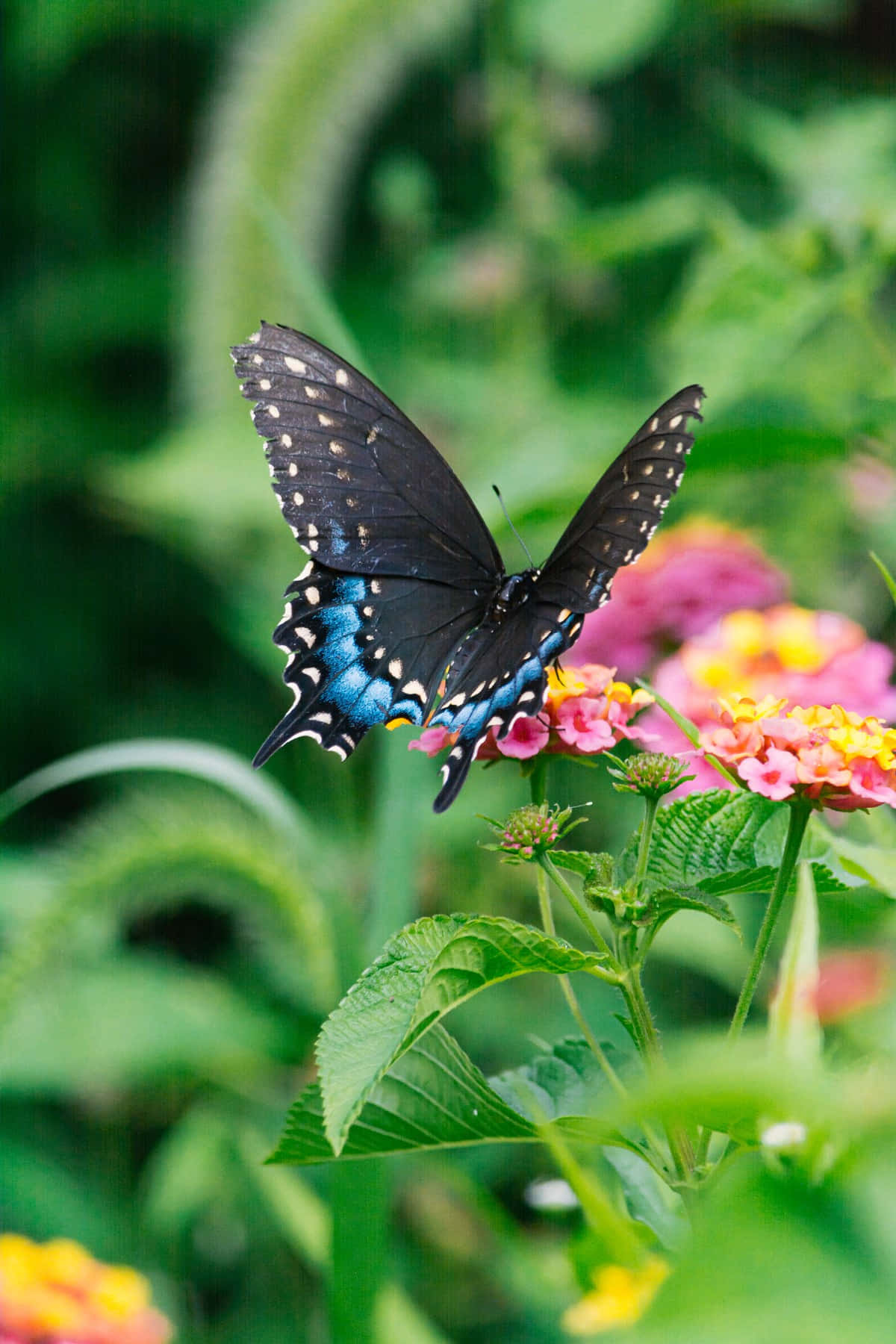 Garden With Flowers And Butterflies Background